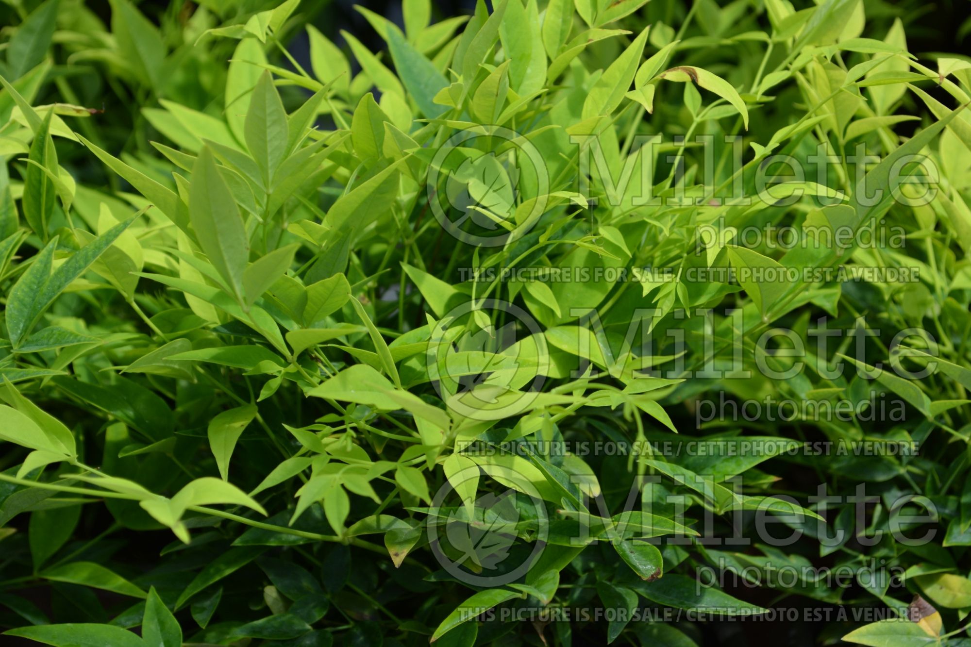 Nandina Lemon Lime (Heavenly bamboo) 1