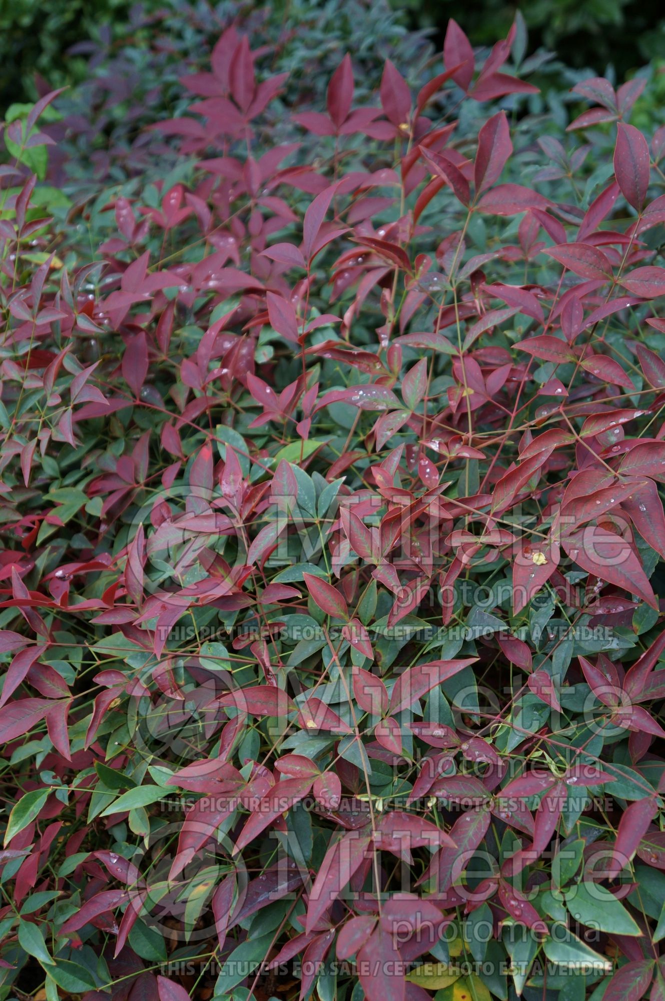 Nandina Murasaki aka Flirt (heavenly bamboo) 2