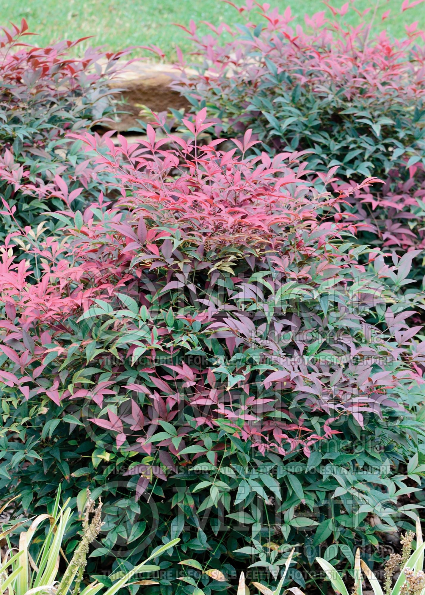 Nandina Murasaki aka Flirt (heavenly bamboo) 3