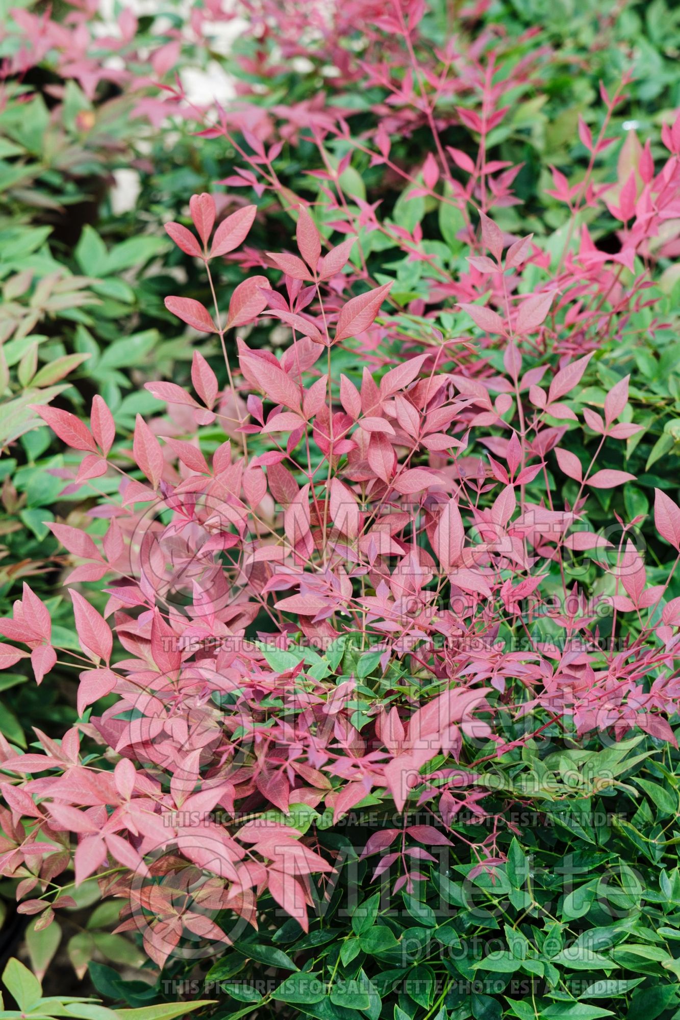 Nandina Obsession aka Seika (Heavenly bamboo) 2