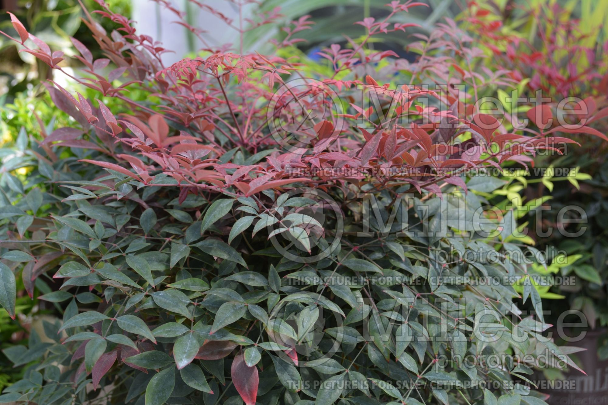 Nandina Obsession aka Seika (Heavenly bamboo) 1