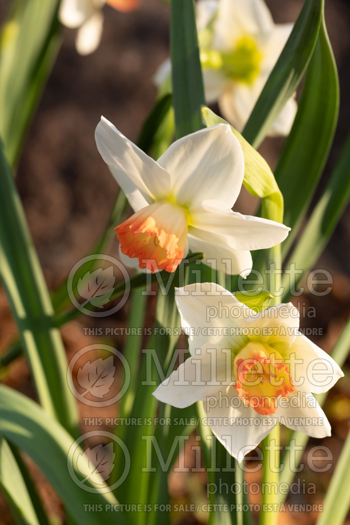 Narcissus Spring Fever (Daffodil) 1