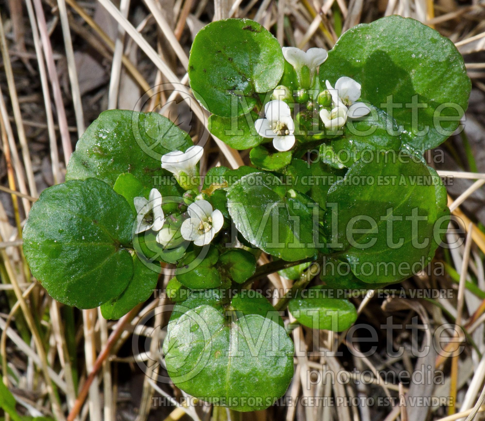 Nasturtium officinale (Watercress or yellowcress) 1