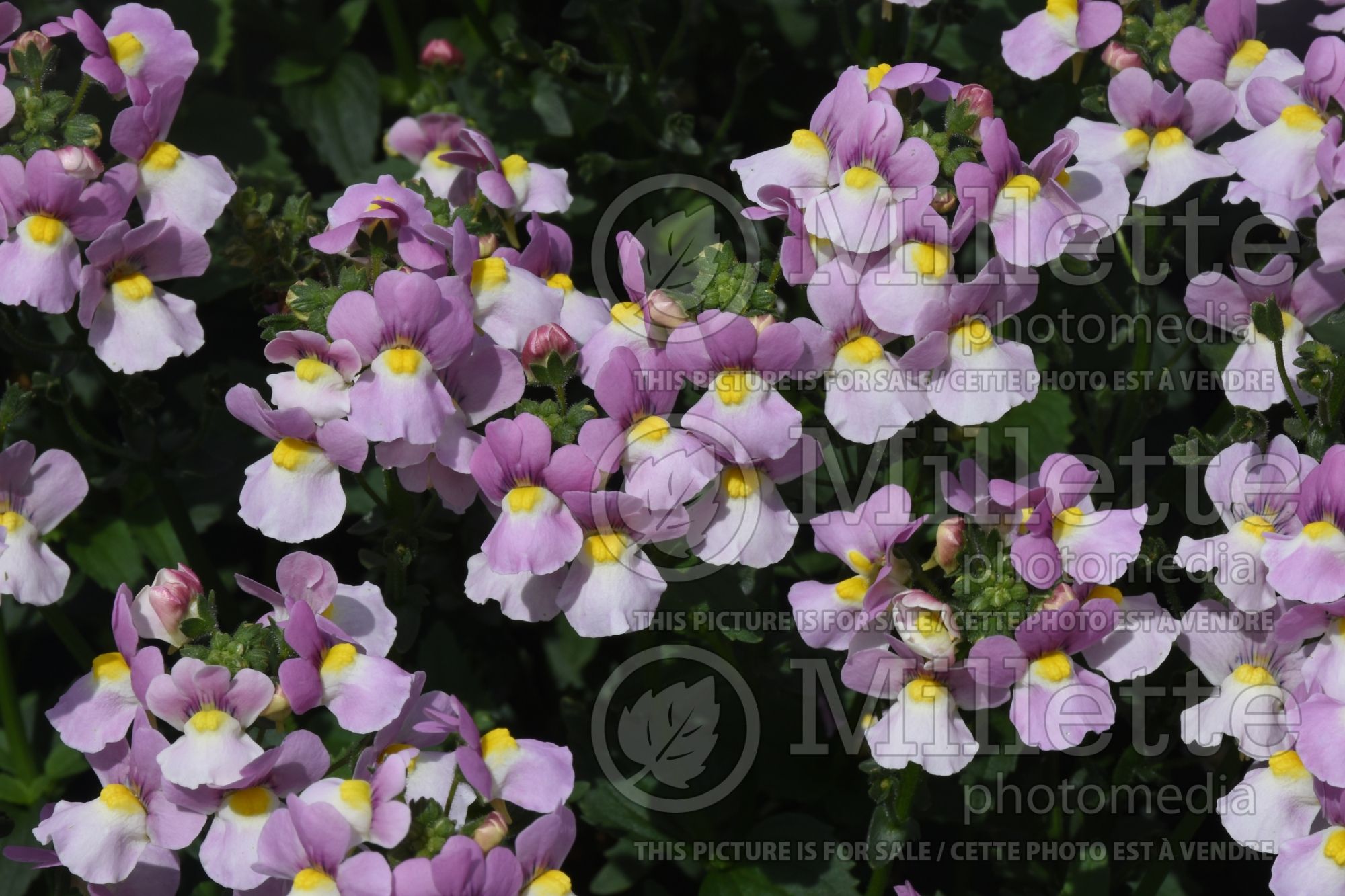 Nemesia Aromance Pink (nemesia) 2