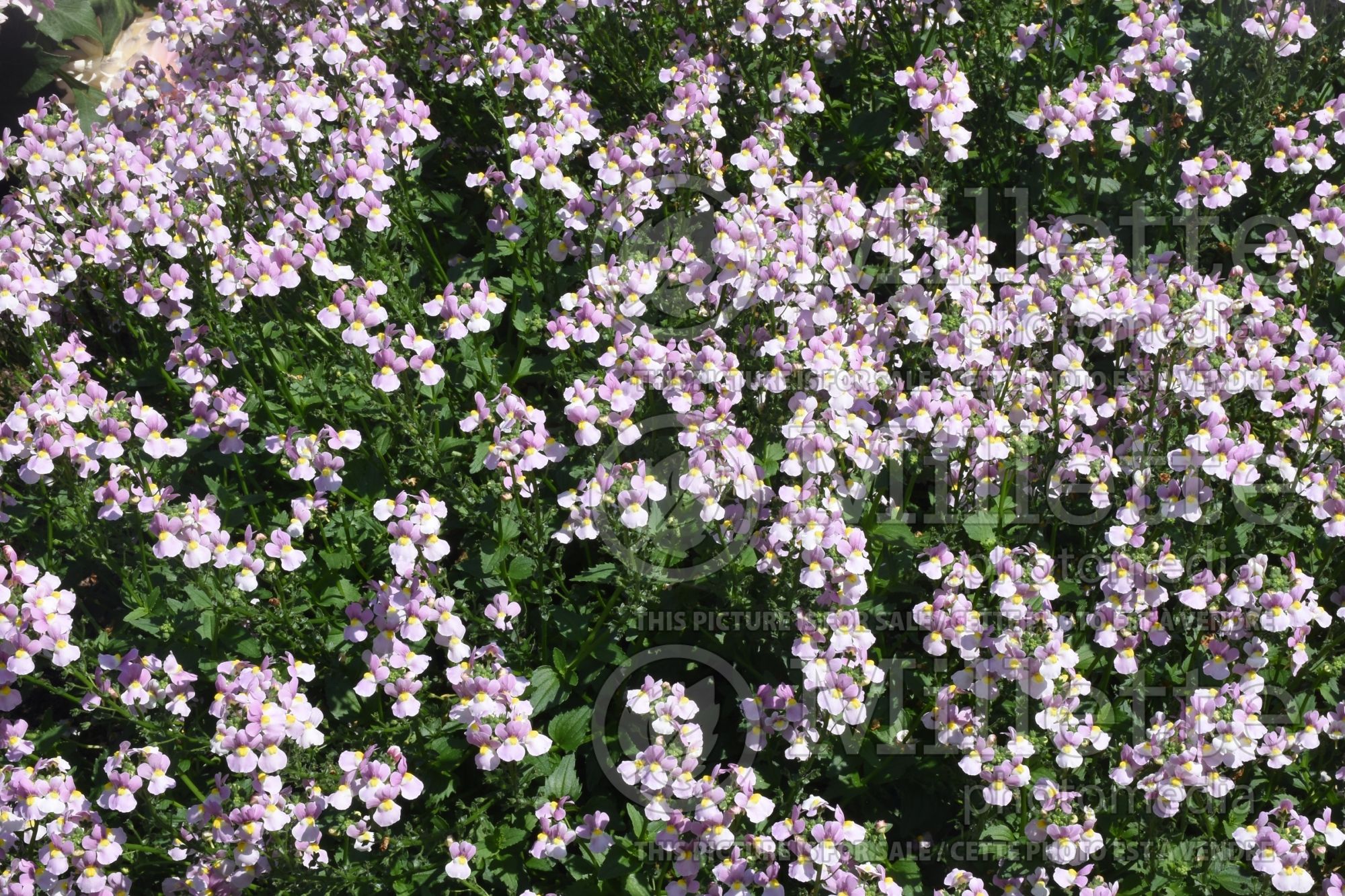Nemesia Aromance Pink (nemesia) 1