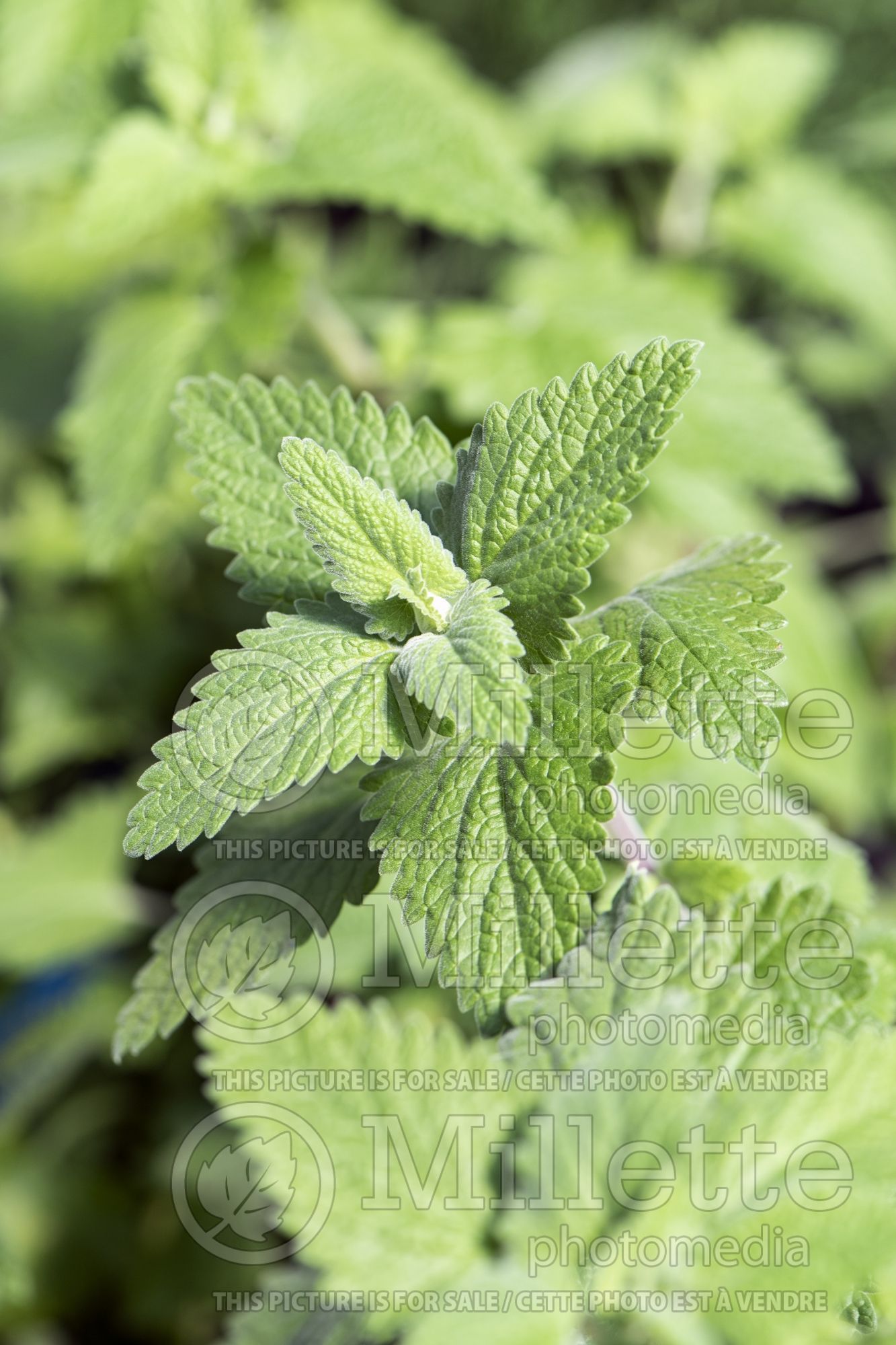 Nepeta cataria (Catmint) 3