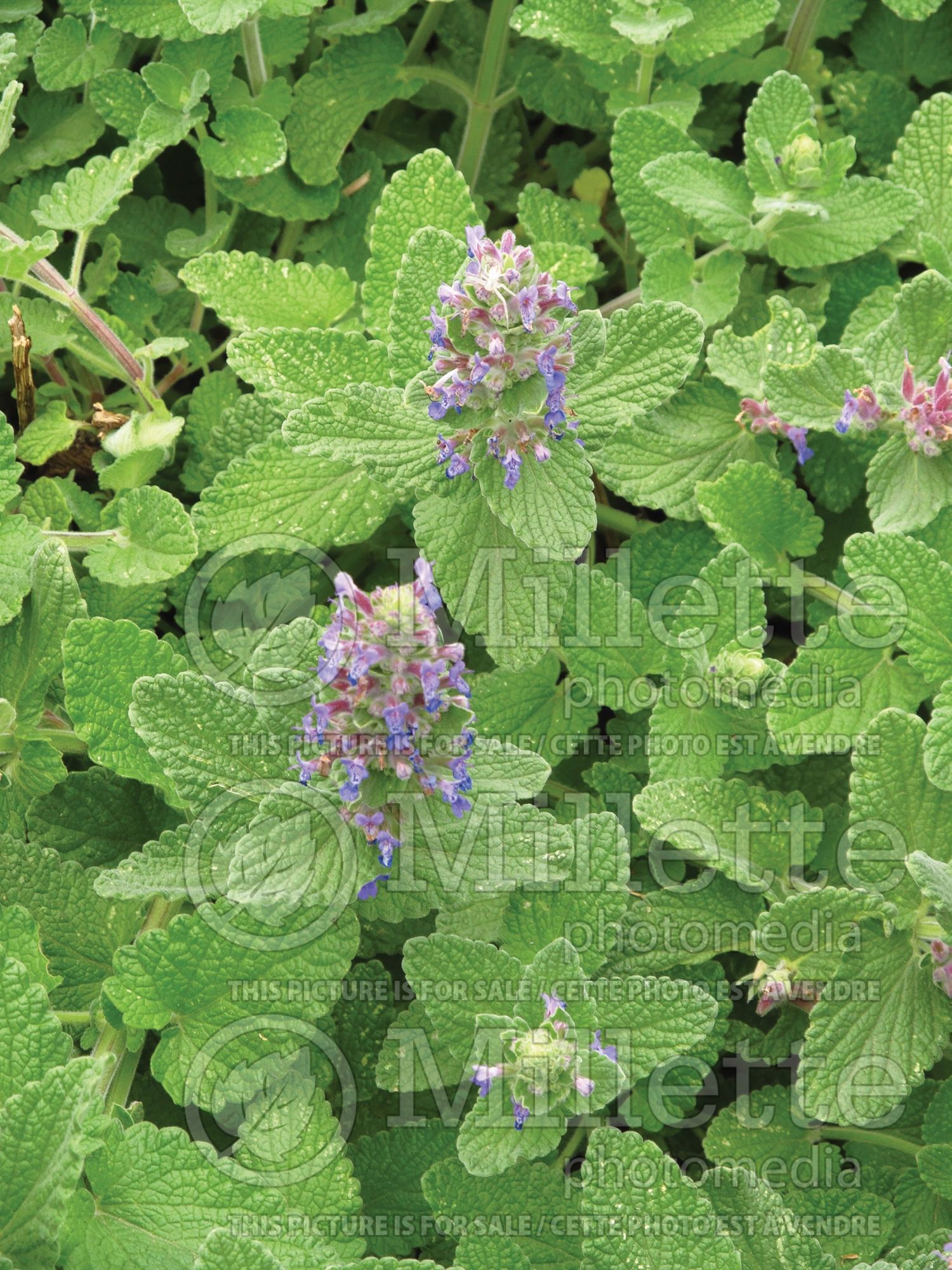 Nepeta Purple Haze (Cat mint) 1