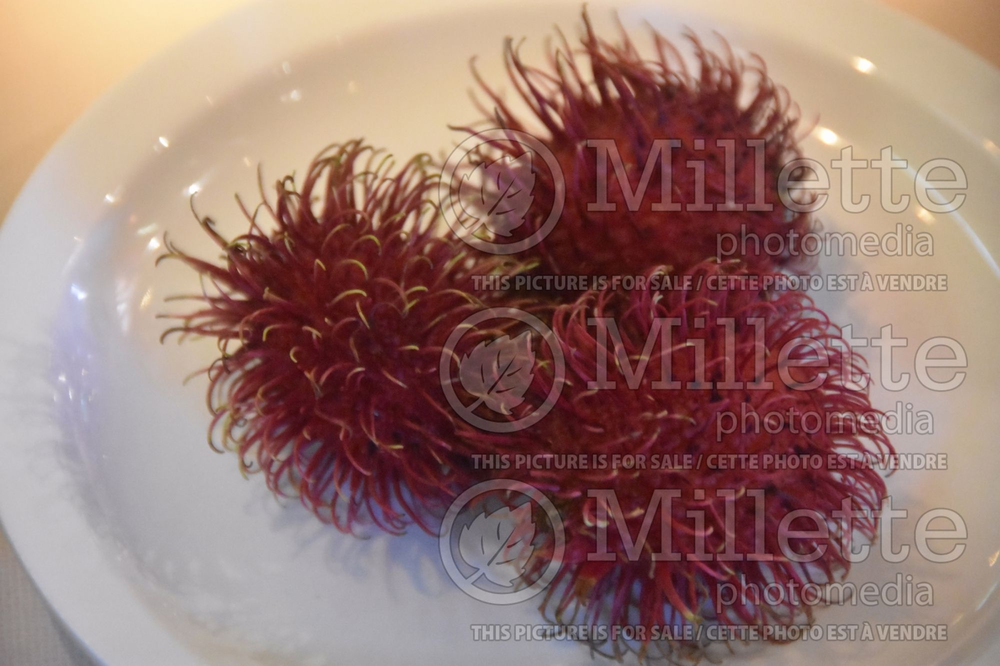 Nephelium lappaceum (rambutan fruit) 1