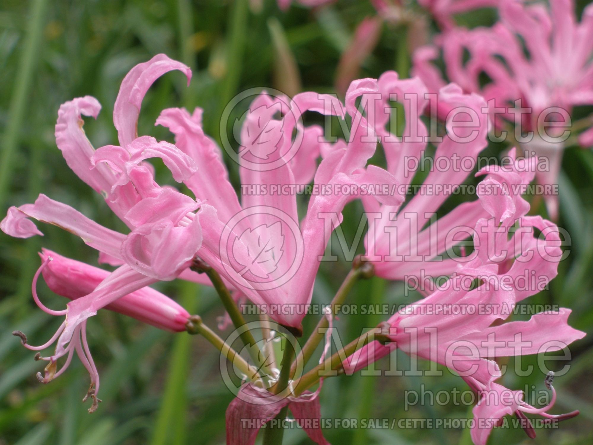 Nerine bowdenii (Cornish lily) 2