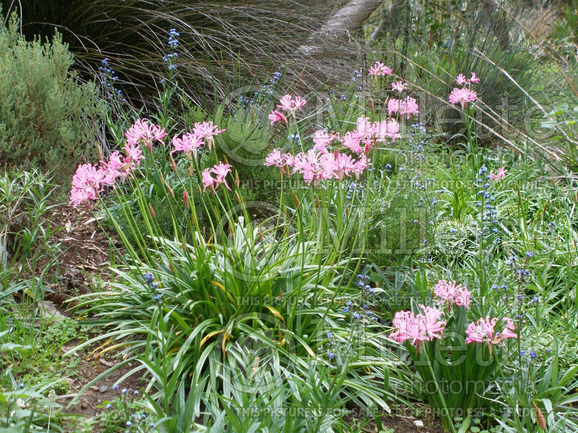 Nerine bowdenii (Cornish lily) 1