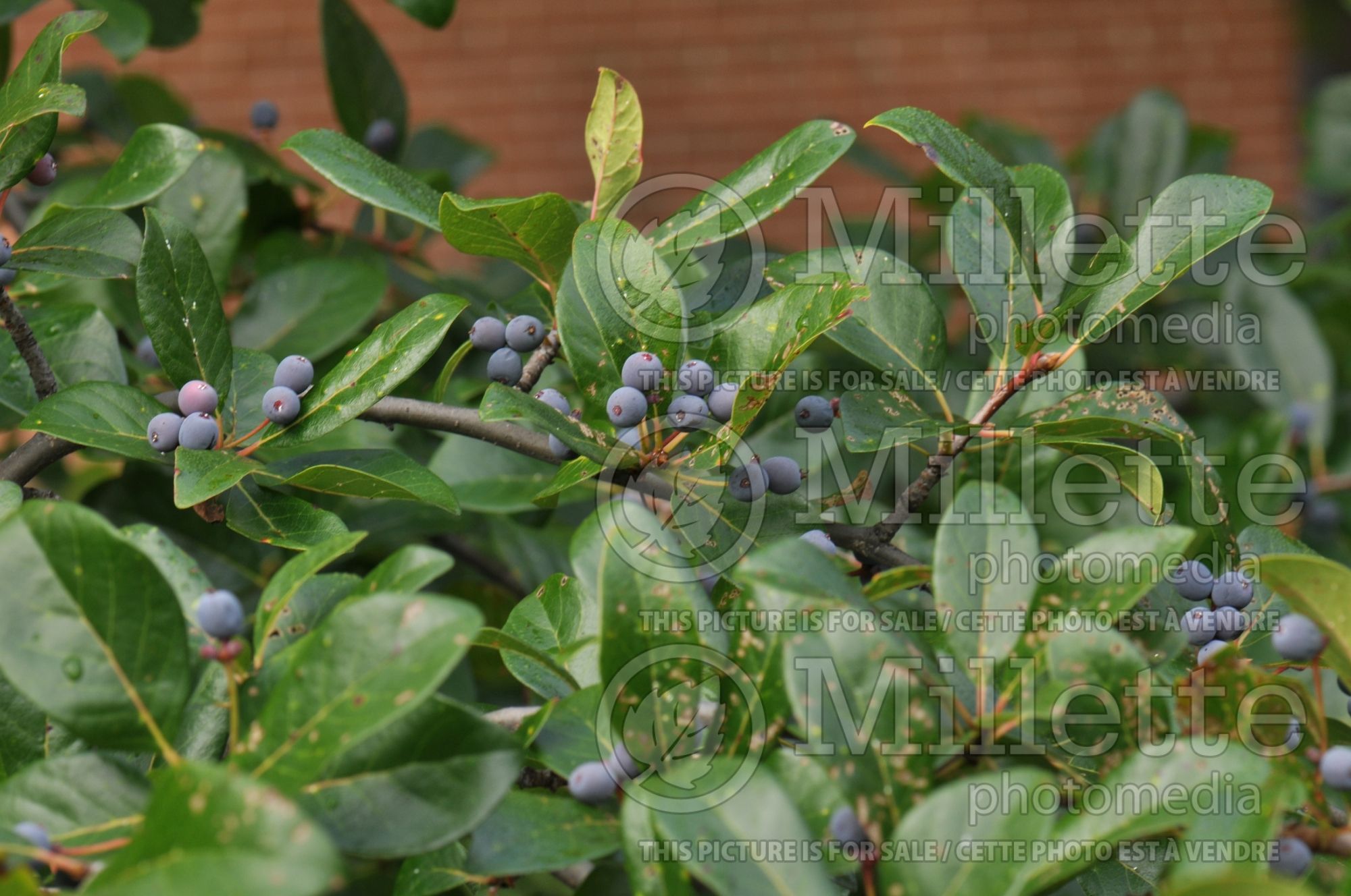 Nyssa sylvatica (black tupelo, tupelo, or black gum) 5