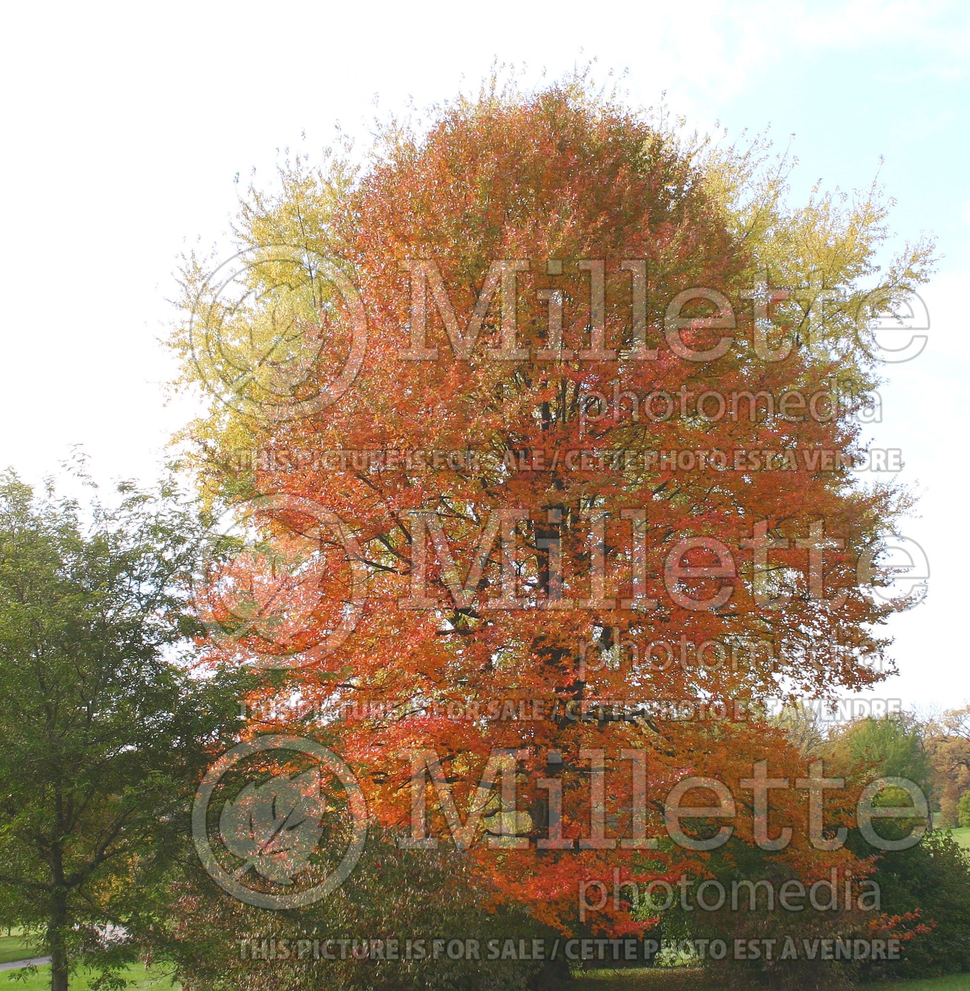 Nyssa sylvatica (black tupelo, tupelo, or black gum) 4