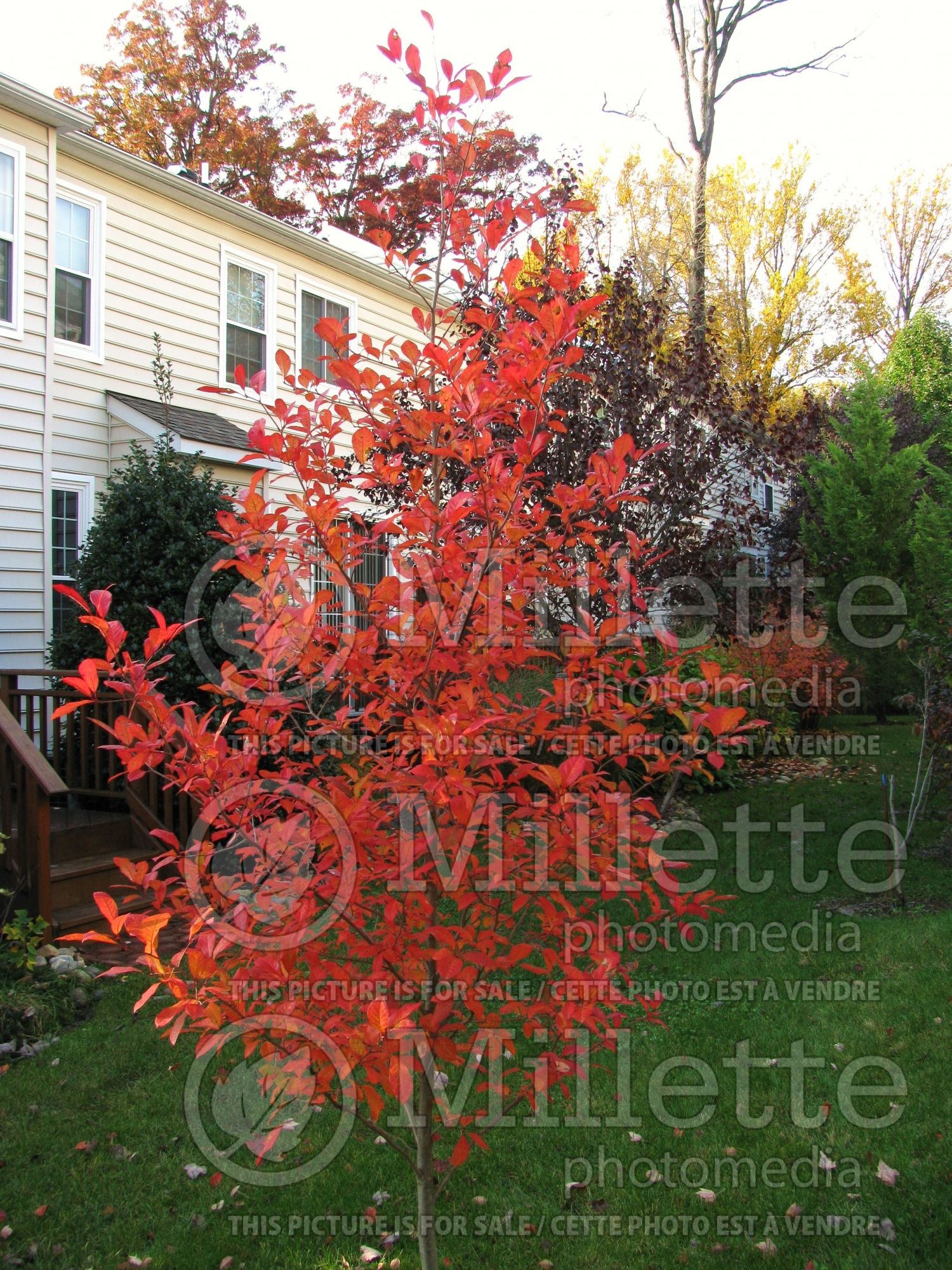 Nyssa Wildfire (black tupelo, tupelo, or black gum) 4