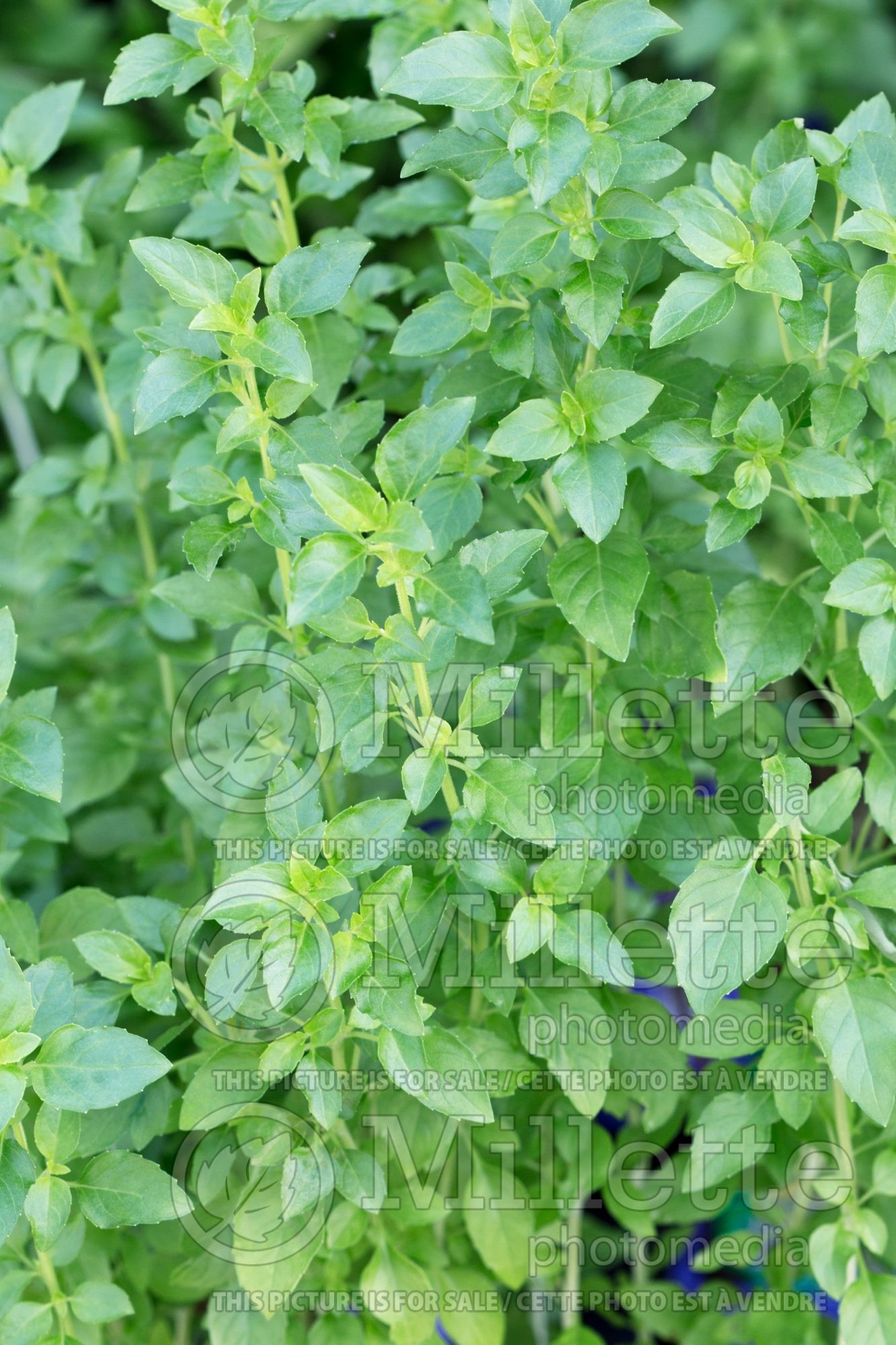 Ocimum Cuban (Basil herb) 1