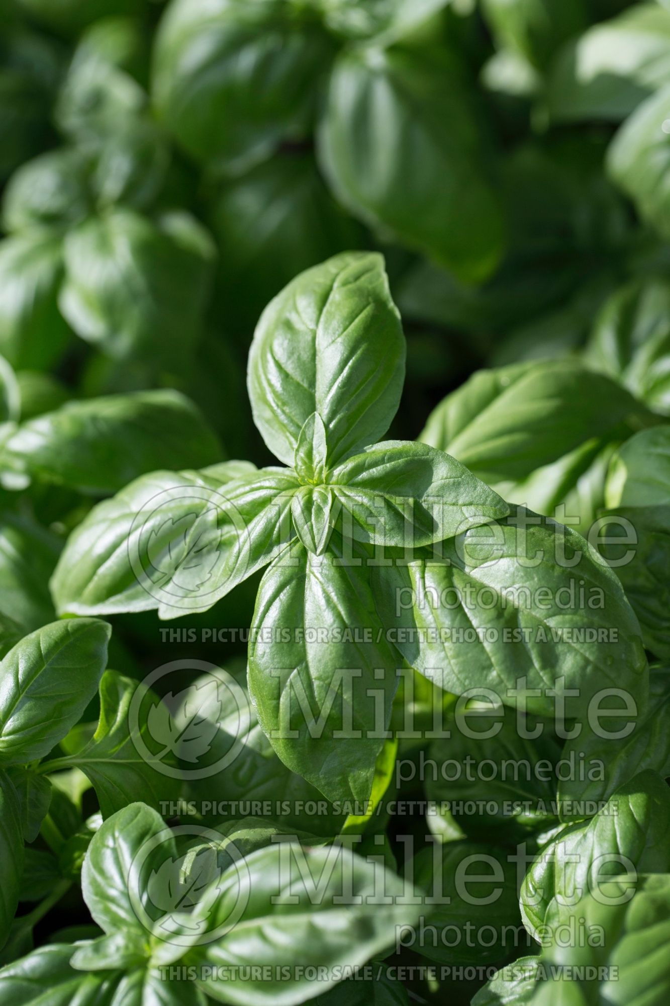 Ocimum Genovese (Basil herb) 4