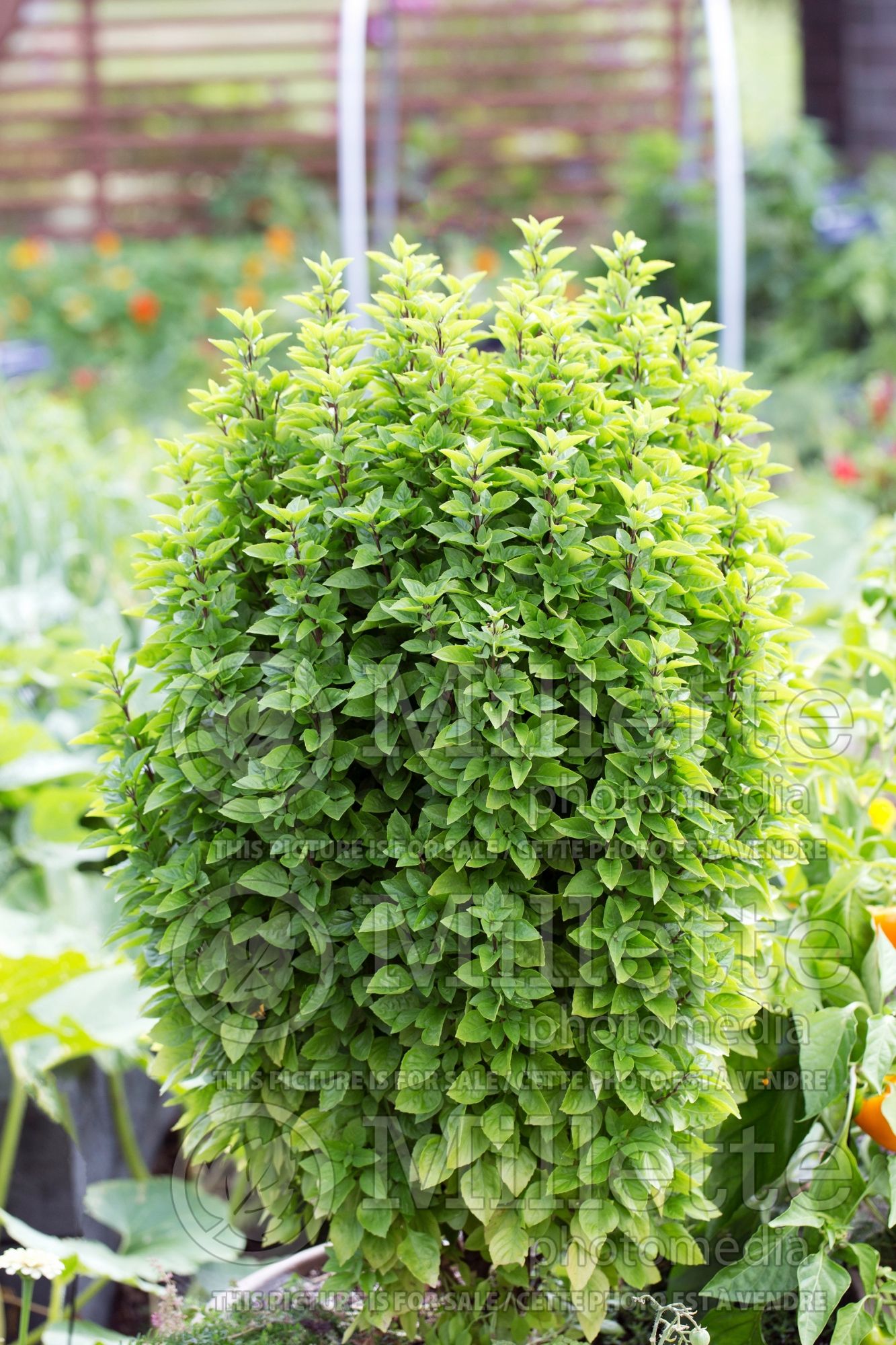 Ocimum Greek Columnar (Basil herb) 1