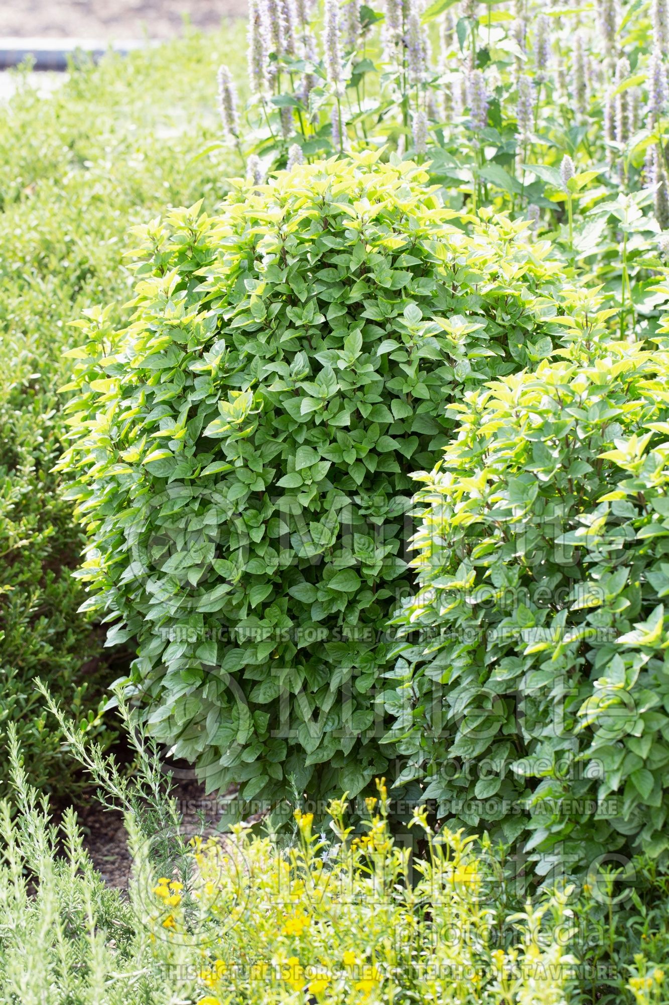 Ocimum Greek Columnar (Basil herb) 2