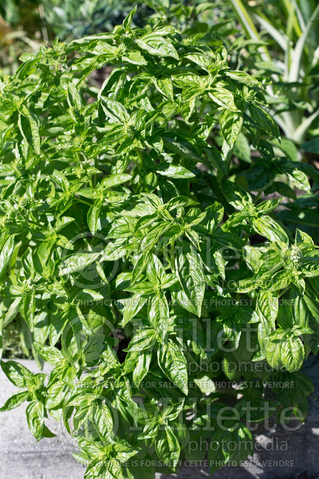 Ocimum Italian Large Leaf (Basil herb) 1