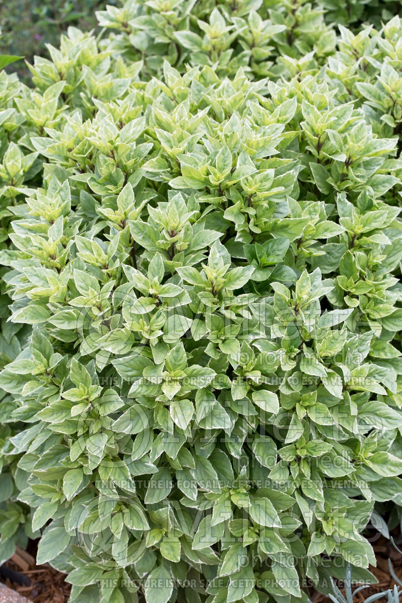 Ocimum Pesto Perpetuo (Basil herb) 1