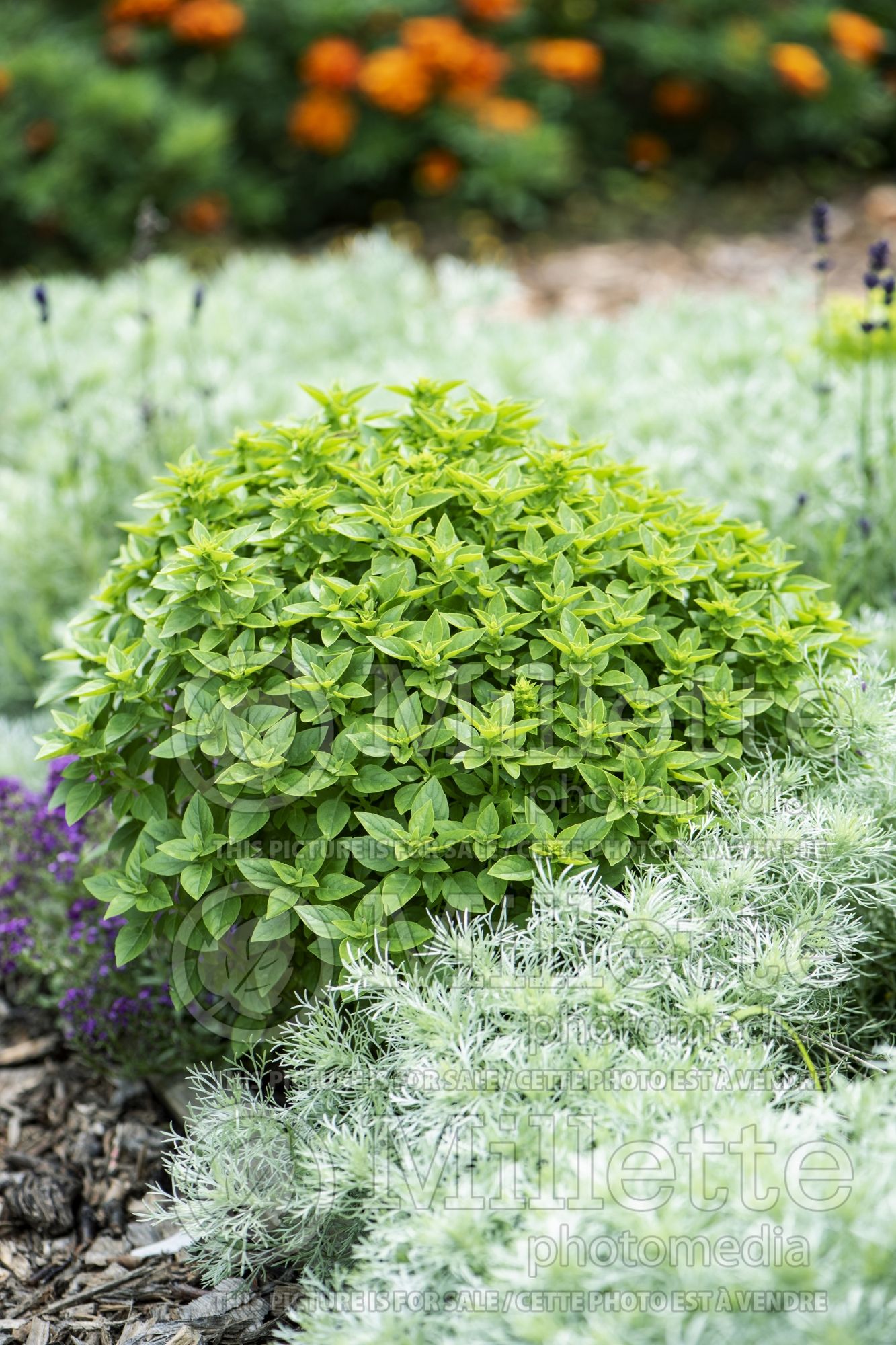Ocimum Piccolino (Basil herb) 1