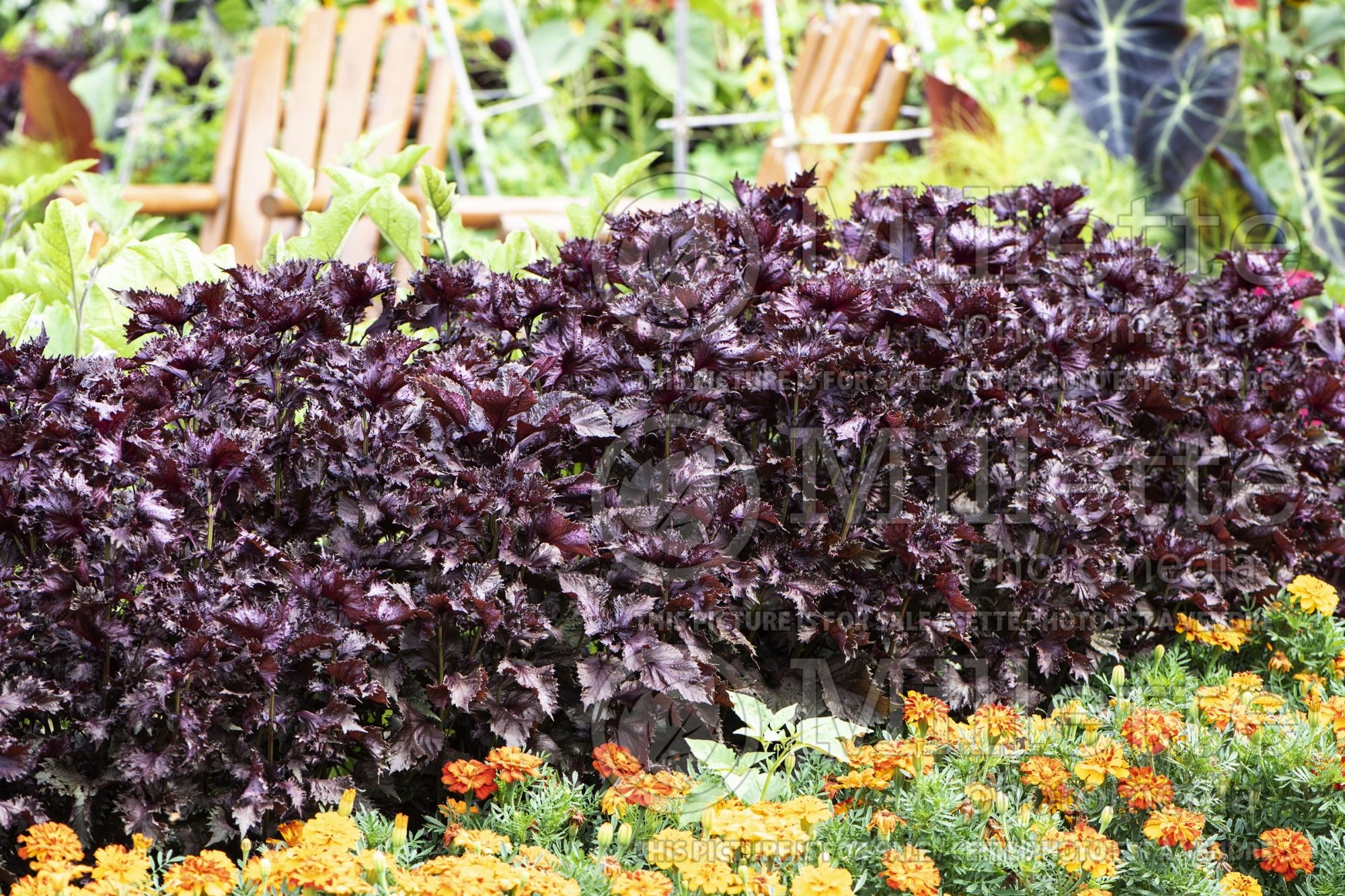 Ocimum Purple Ruffles (Basil) 1