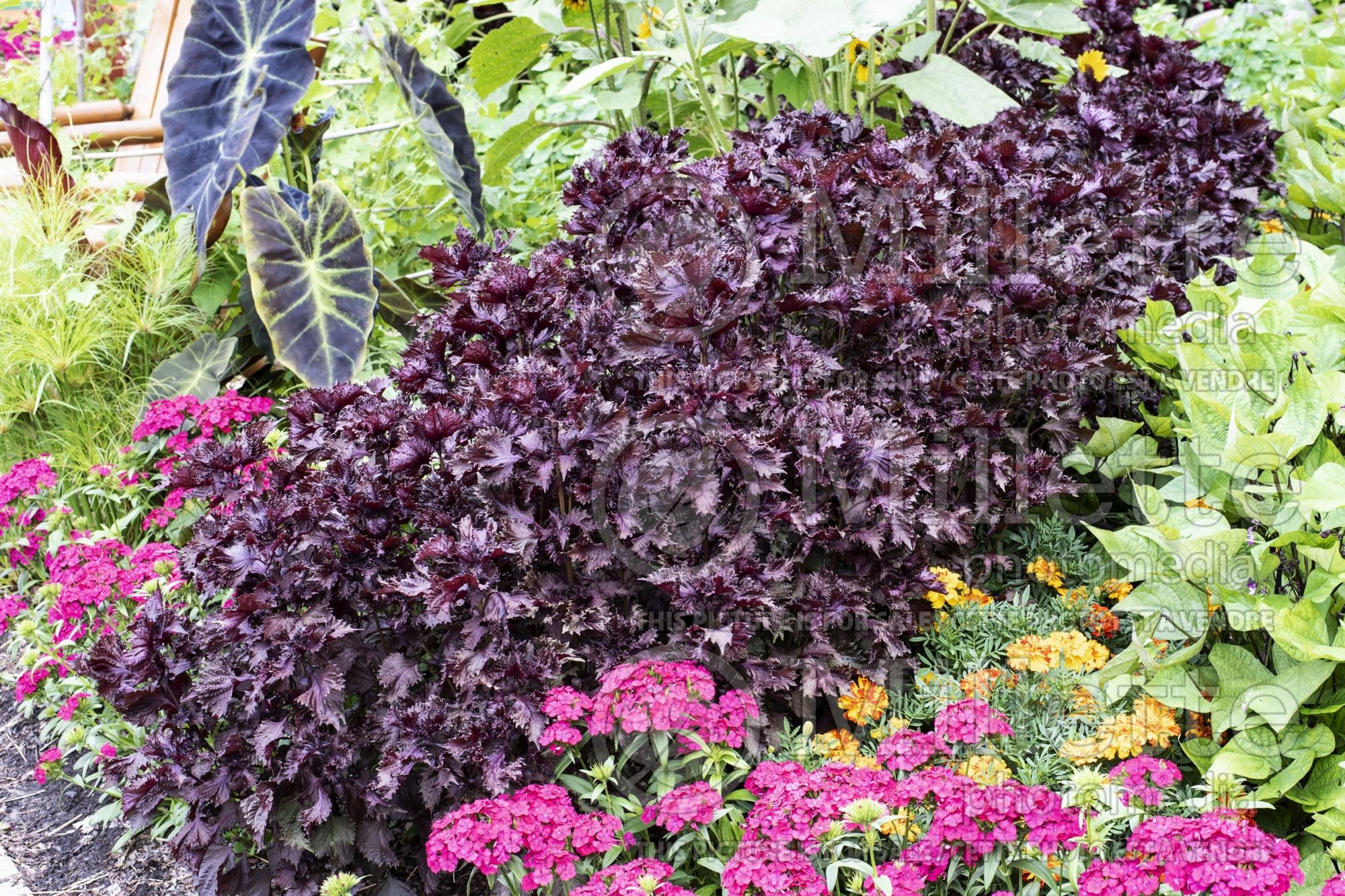 Ocimum Purple Ruffles (Basil) 2