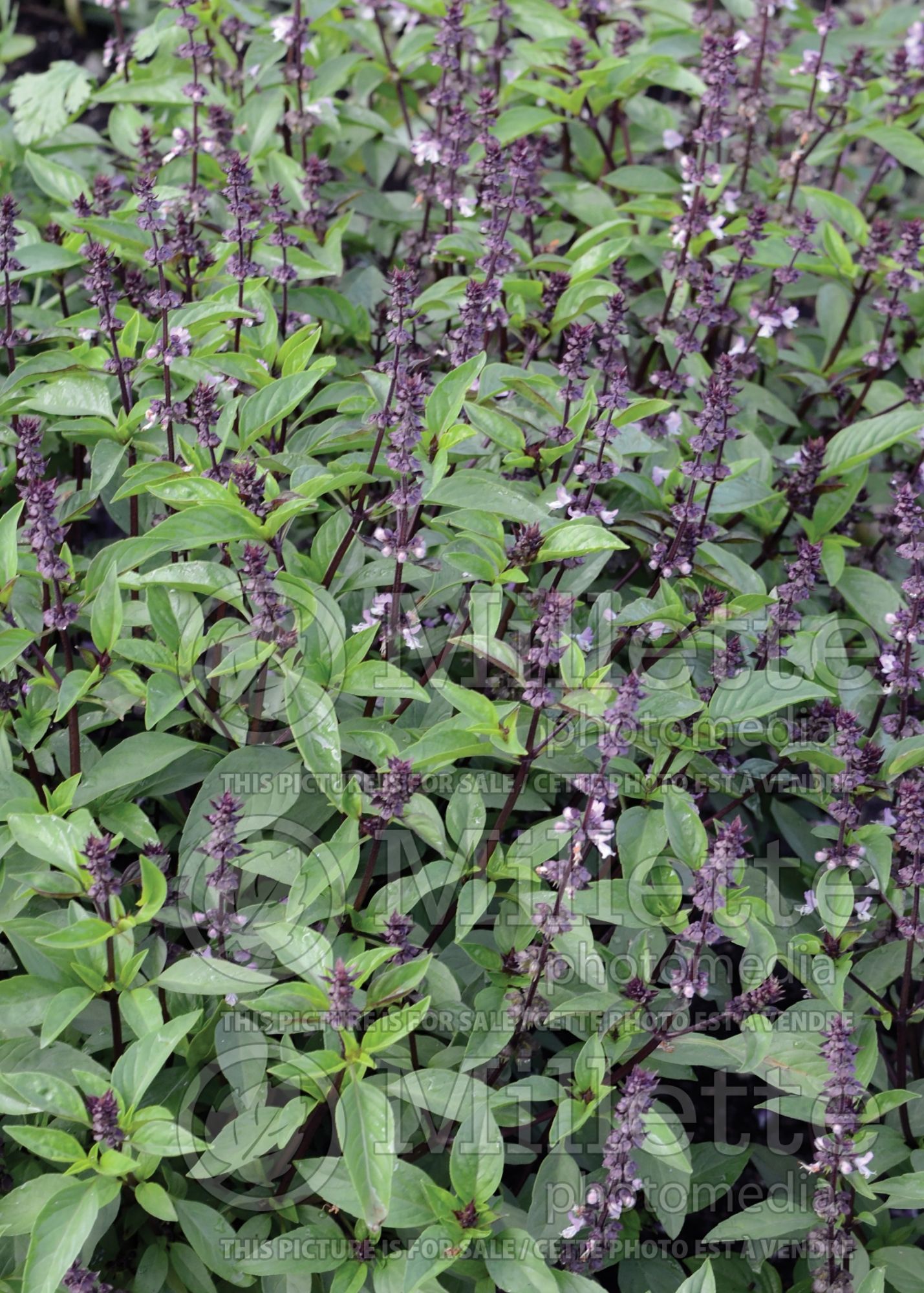 Ocimum basilicum var. thyrsiflora (Thai Basil) 2