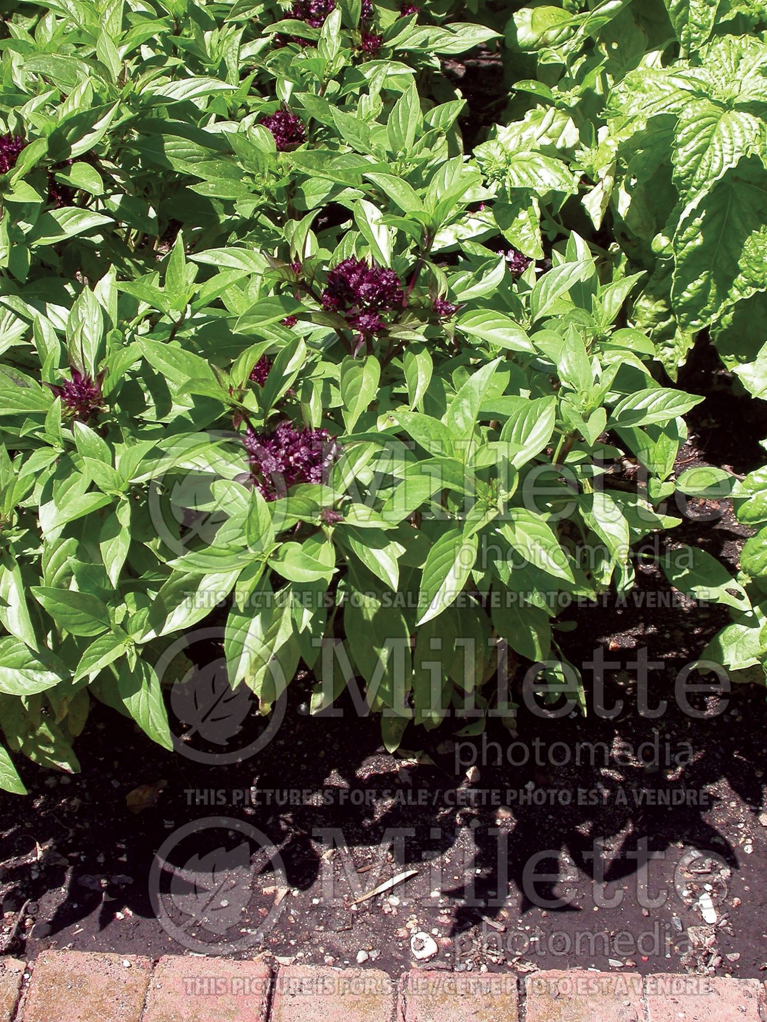 Ocimum basilicum var. thyrsiflora (Thai Basil) 1