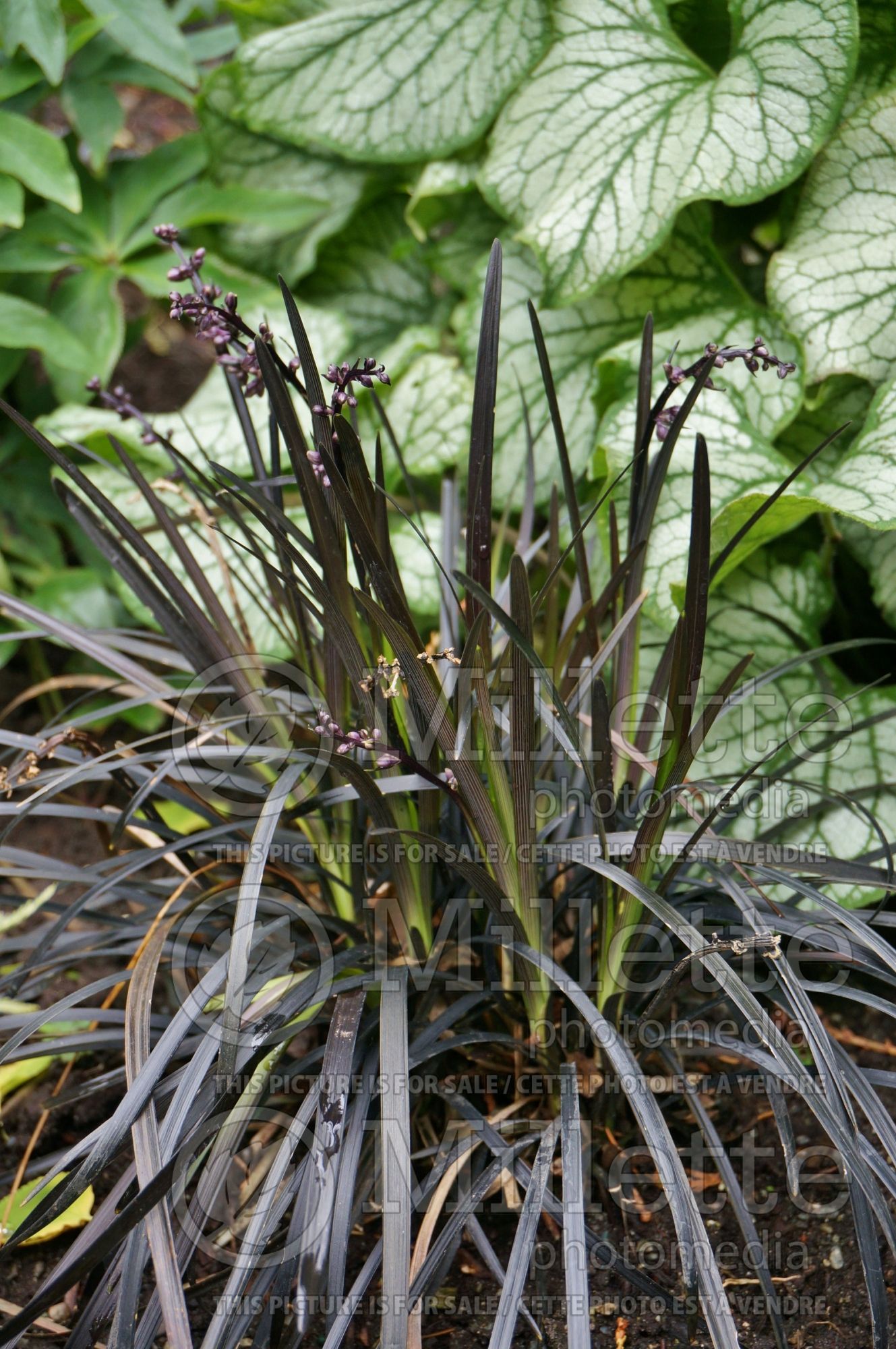 Ophiopogon Nigrescens aka Arabicus aka Black Dragon aka Ebony Knight (Mondo Grass) 9