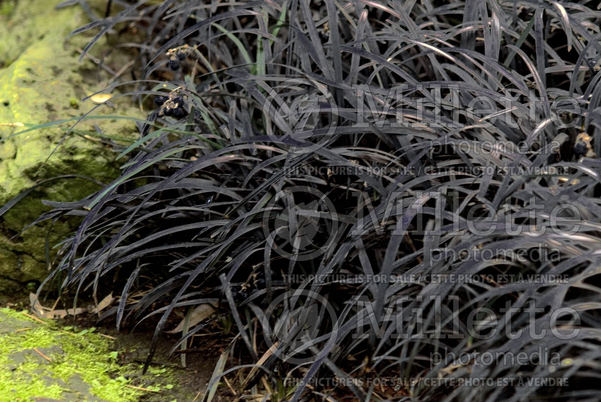 Ophiopogon Nigrescens aka Arabicus aka Black Dragon aka Ebony Knight (Mondo Grass) 5