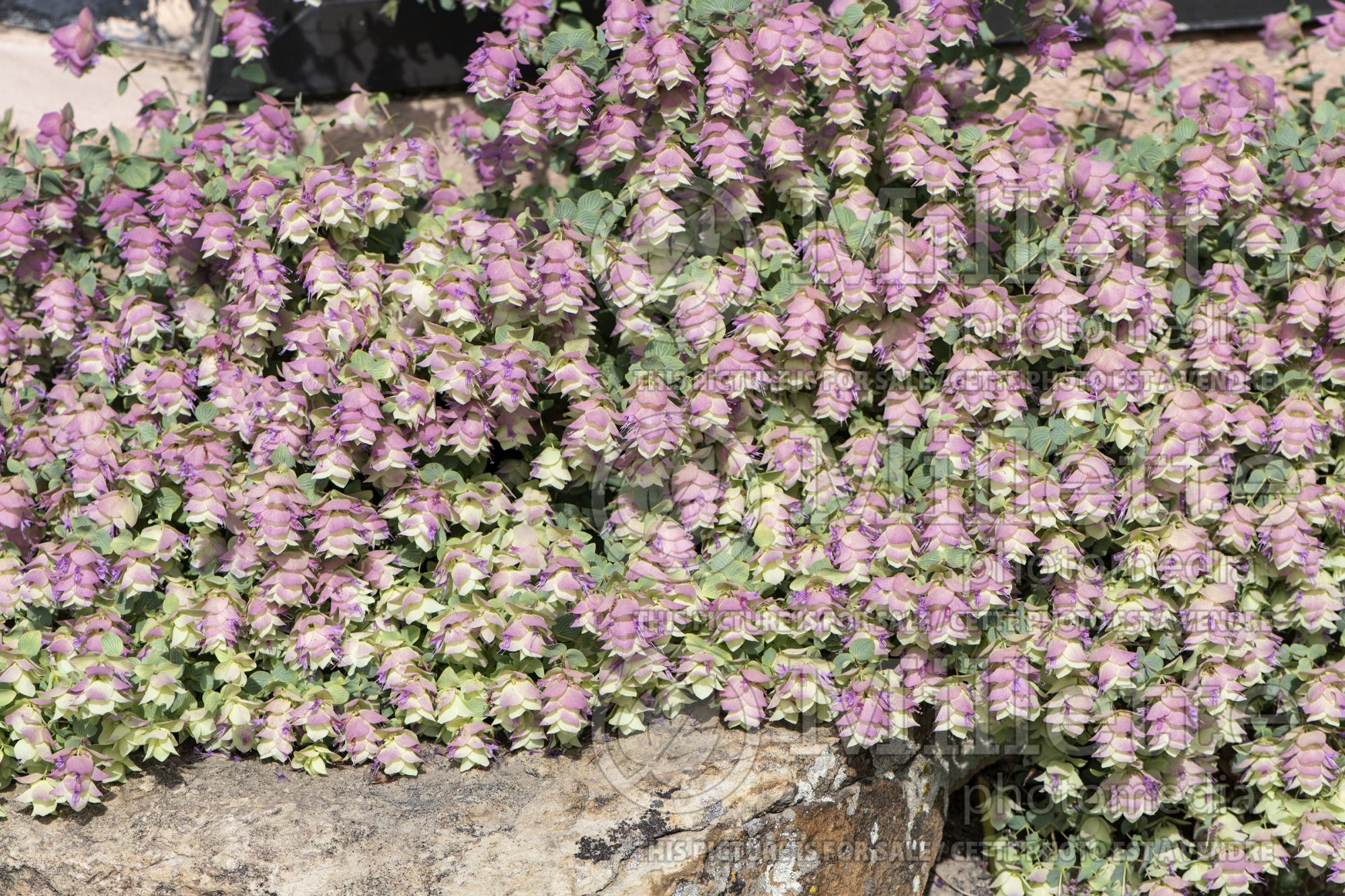 Origanum Kent Beauty (Marjoram) 2