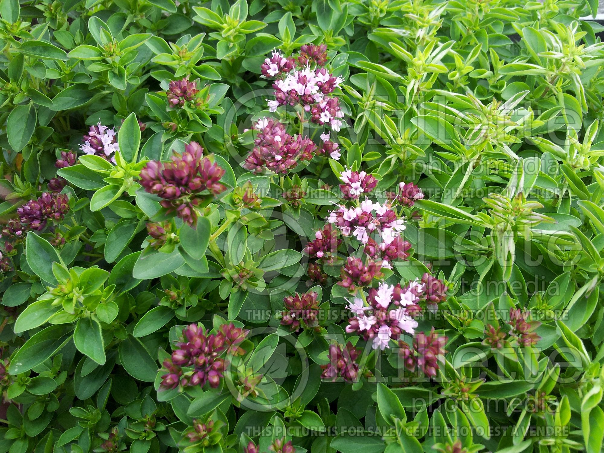 Origanum Compactum (Marjoram) 3