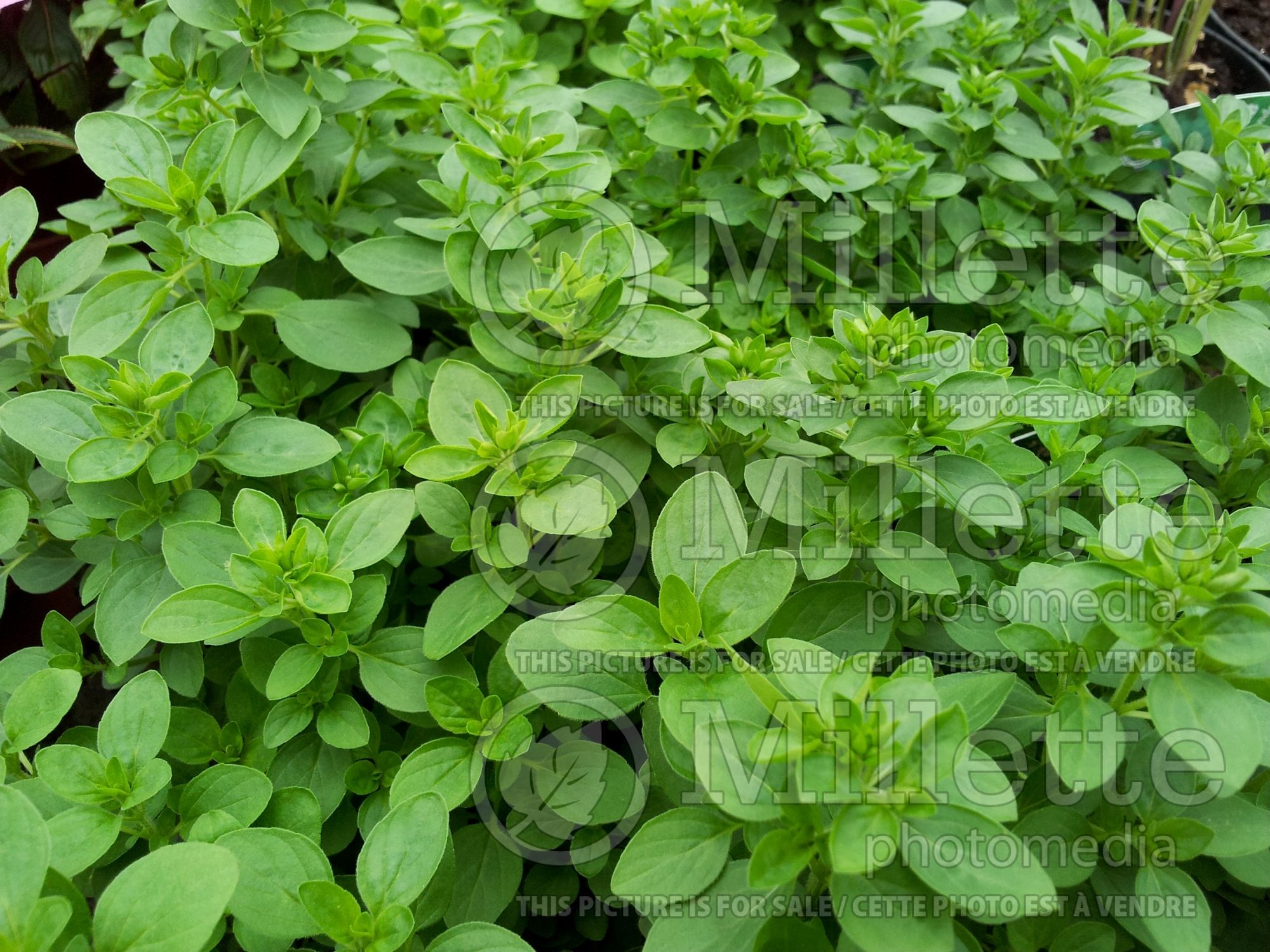 Origanum Compactum (Marjoram) 2
