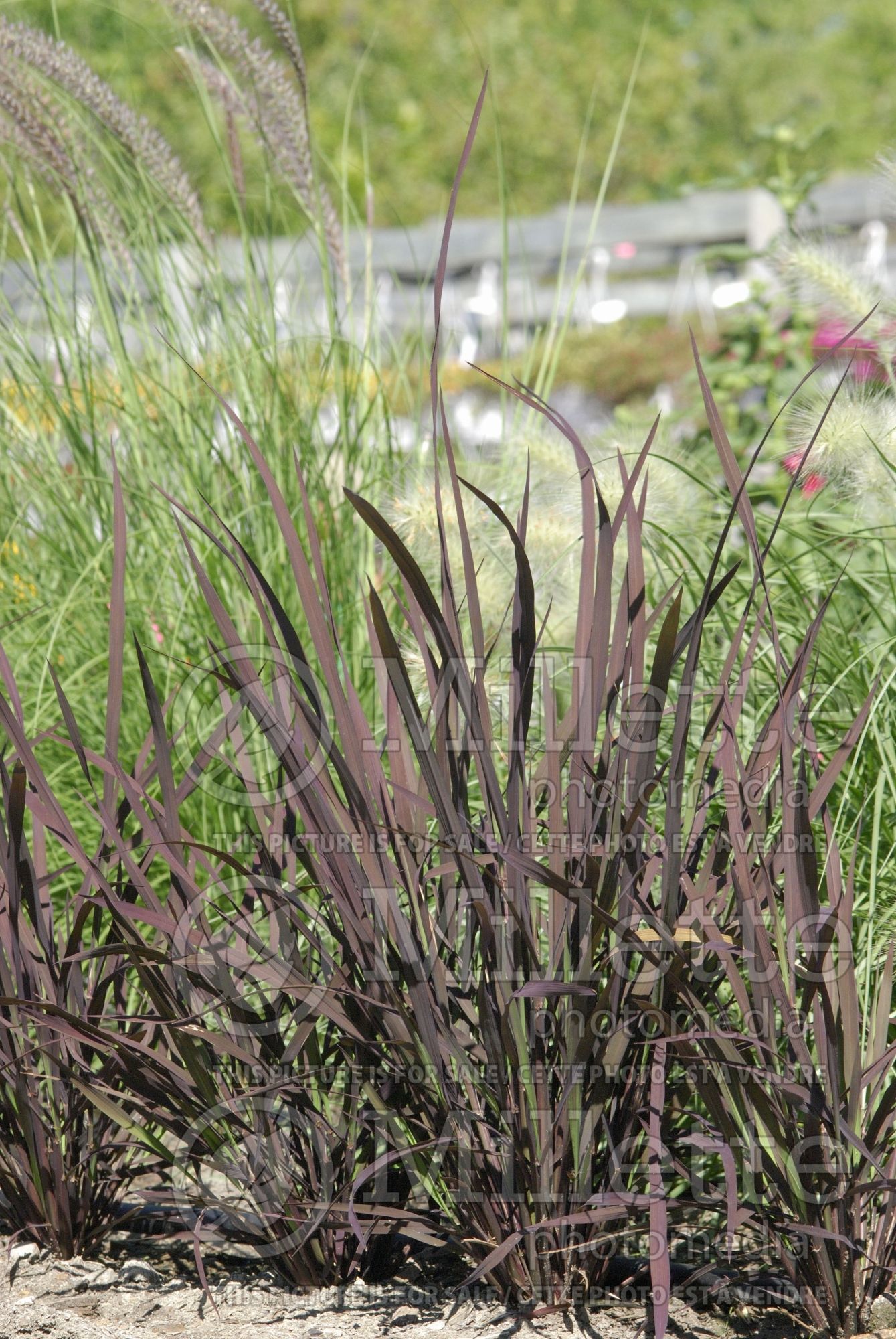 Oryza Black Madras (Ornamental Rice) 8