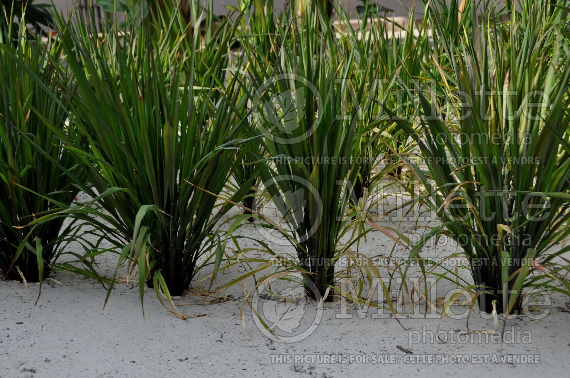 Oryza sativa (Asian rice vegetable) 5