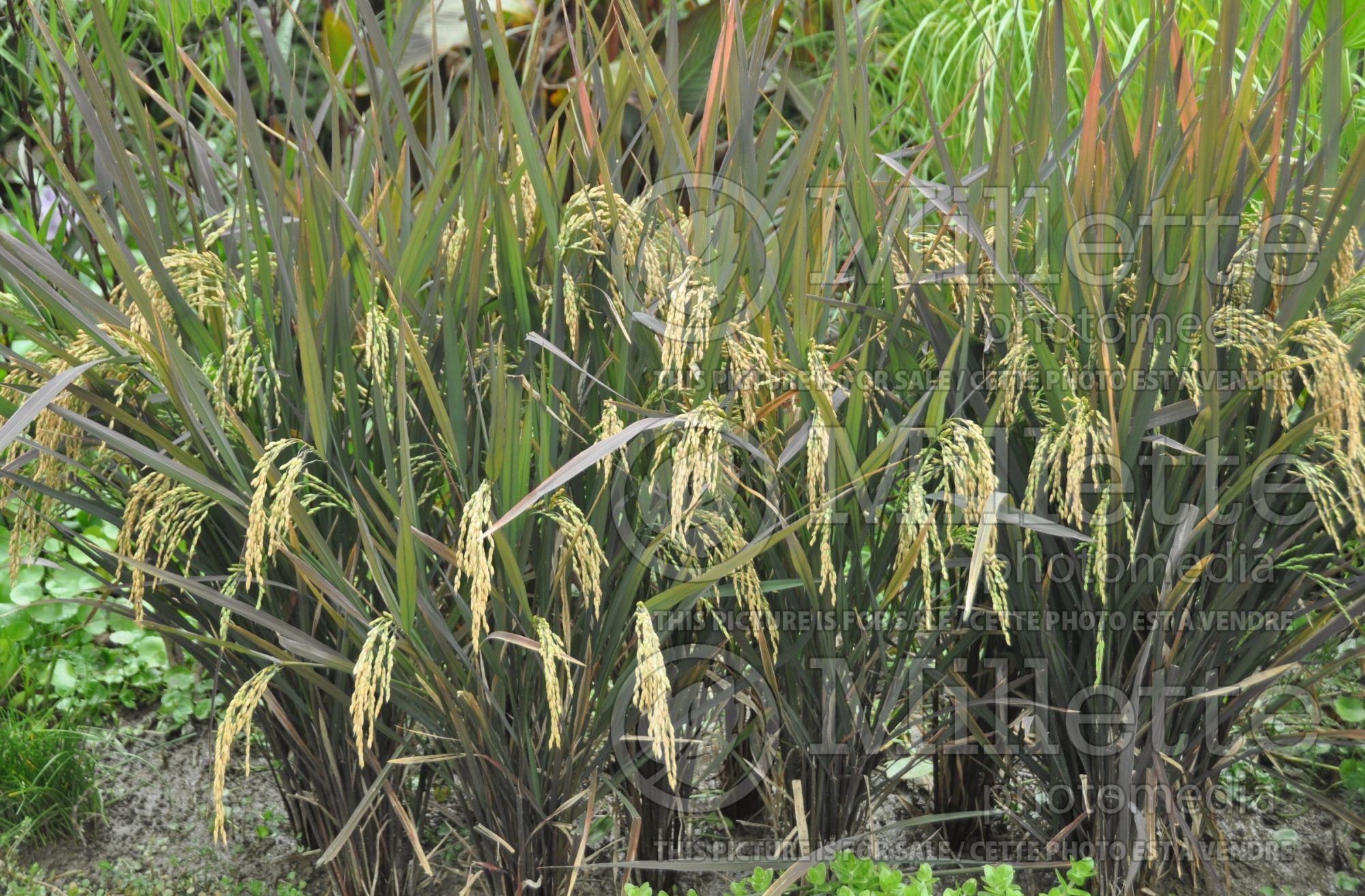 Oryza sativa (Asian rice vegetable) 2