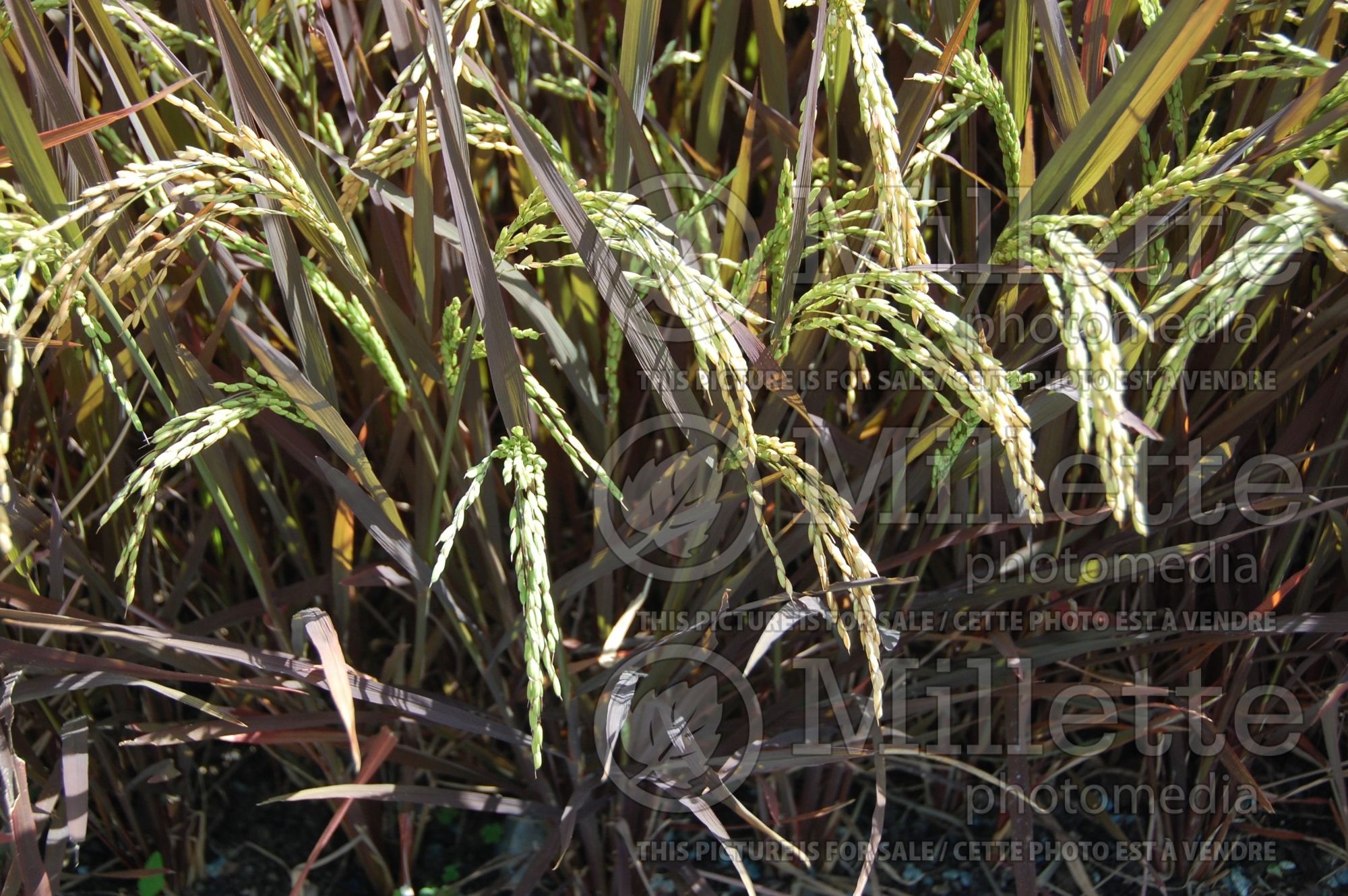 Oryza sativa (Asian rice vegetable ) 1