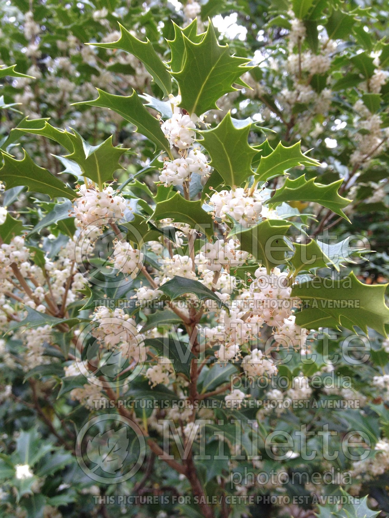Osmanthus Gulftide (holly olive) 1