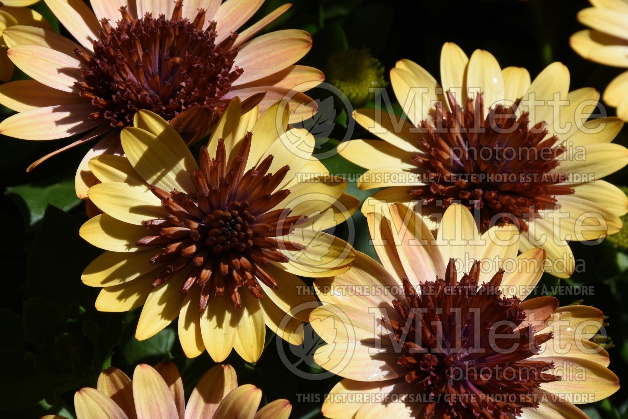 Osteospermum 4D Harvest Moon (African Daisy, Cape Daisy) 1