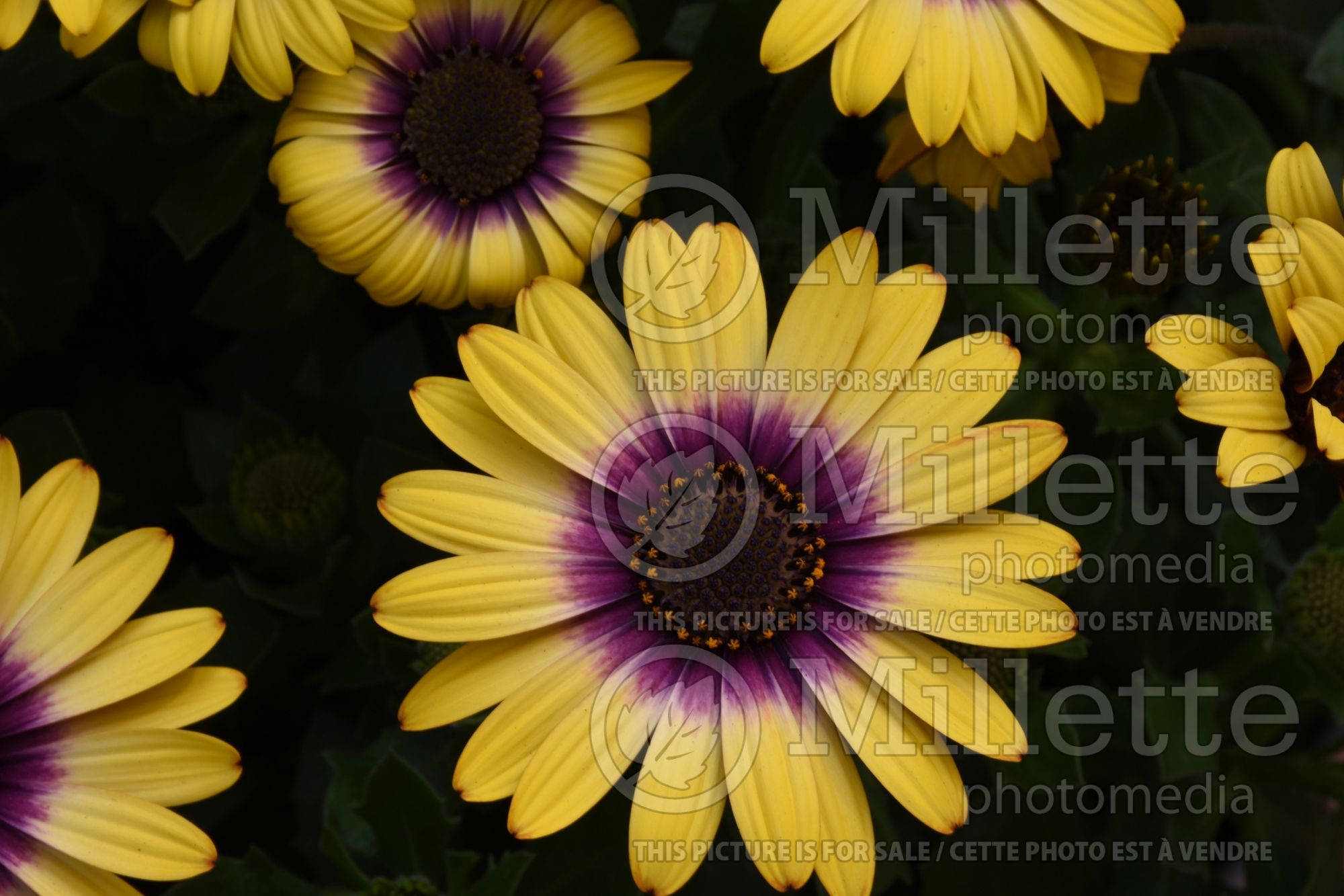Osteospermum Zion Morning Sun (African Daisy, Cape Daisy) 1