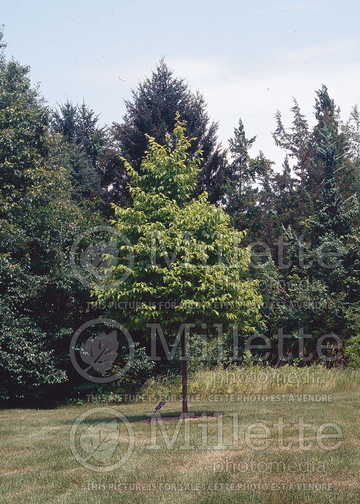 Ostrya virginiana (Hophornbeam) 16