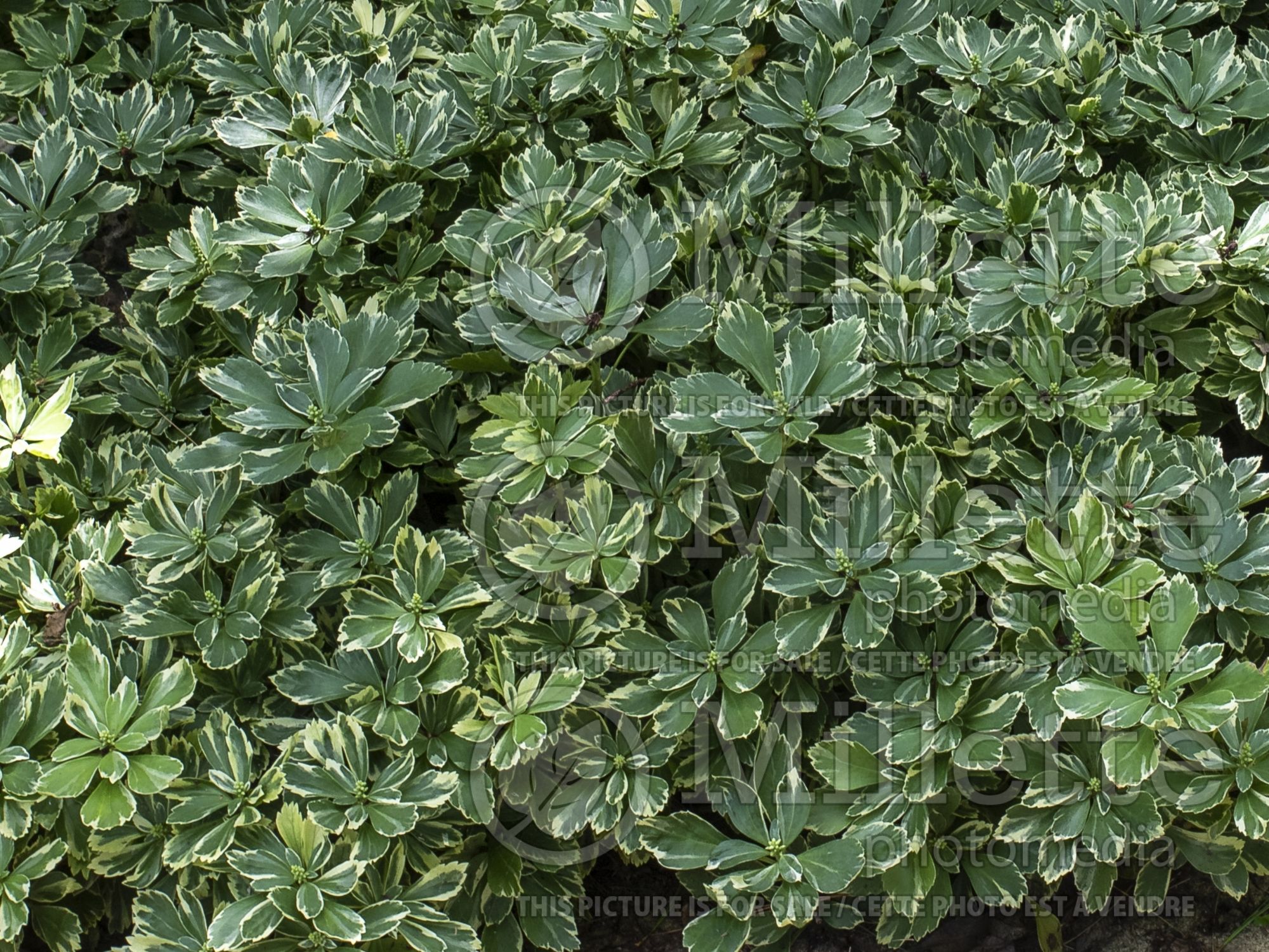 Pachysandra Variegata (Spurge) 3