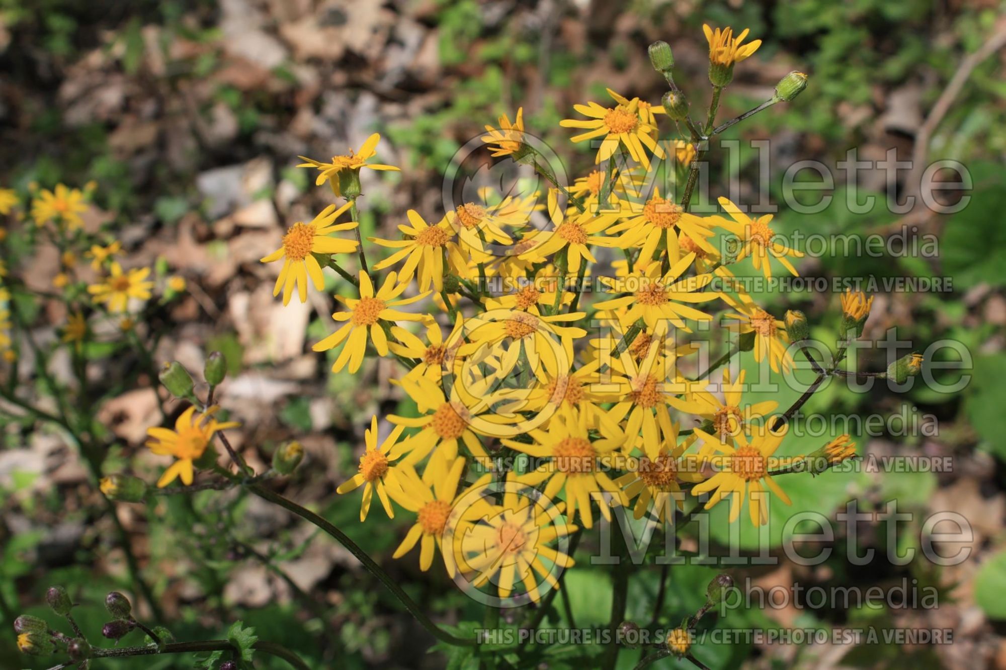 Packera aurea aka Senecio aureus (golden ragwort) 4