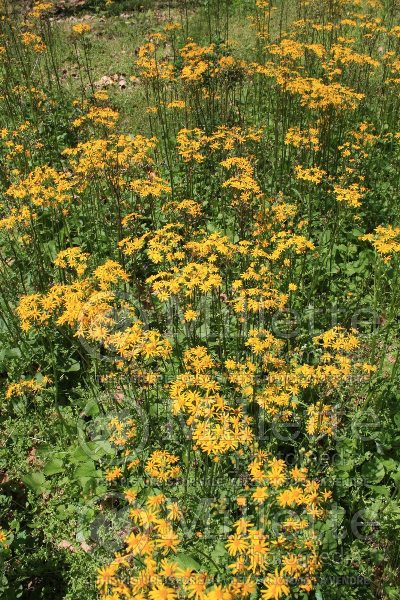 Packera aurea aka Senecio aureus (golden ragwort) 5