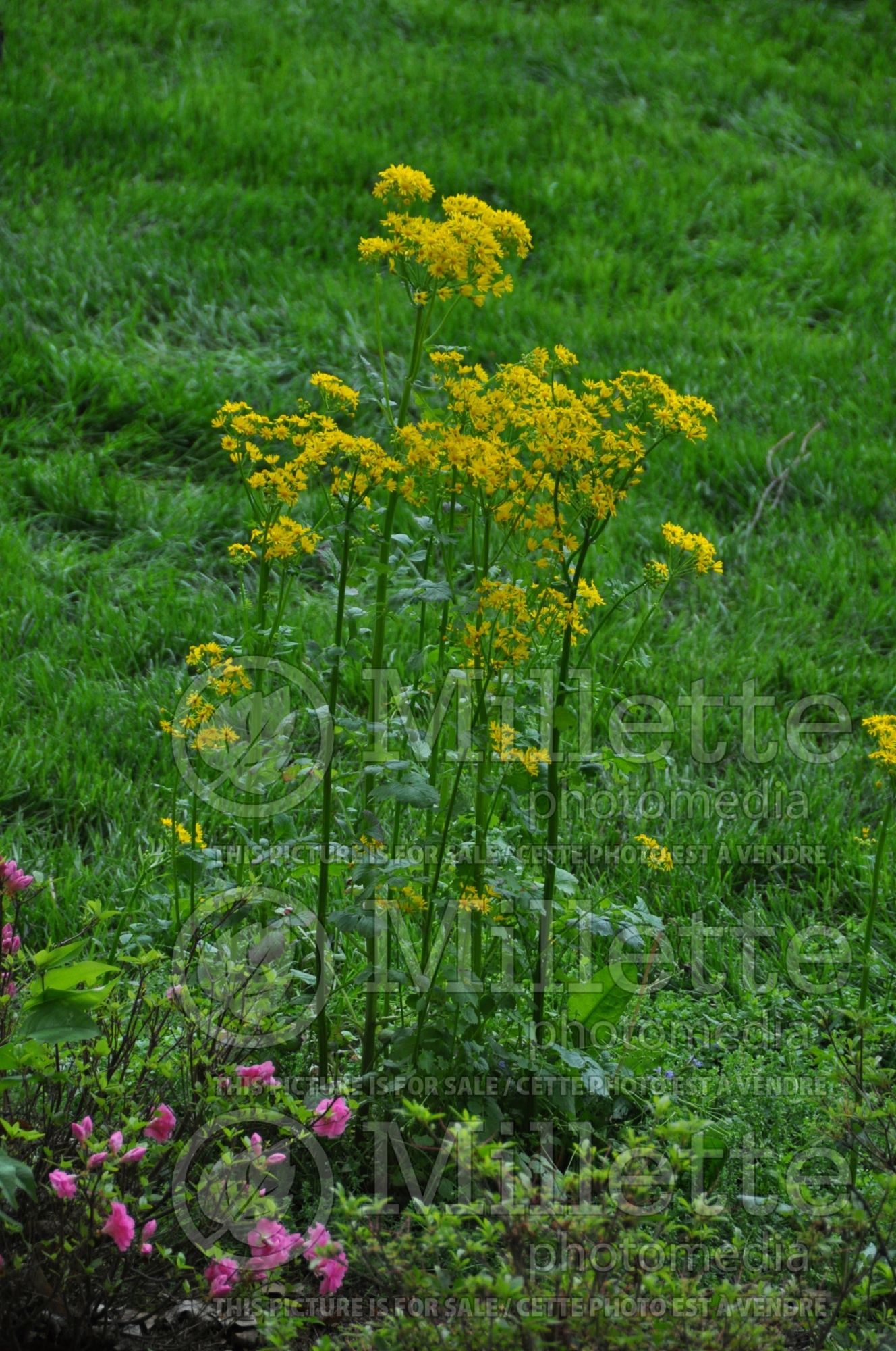 Packera aurea aka Senecio aureus (golden ragwort) 3