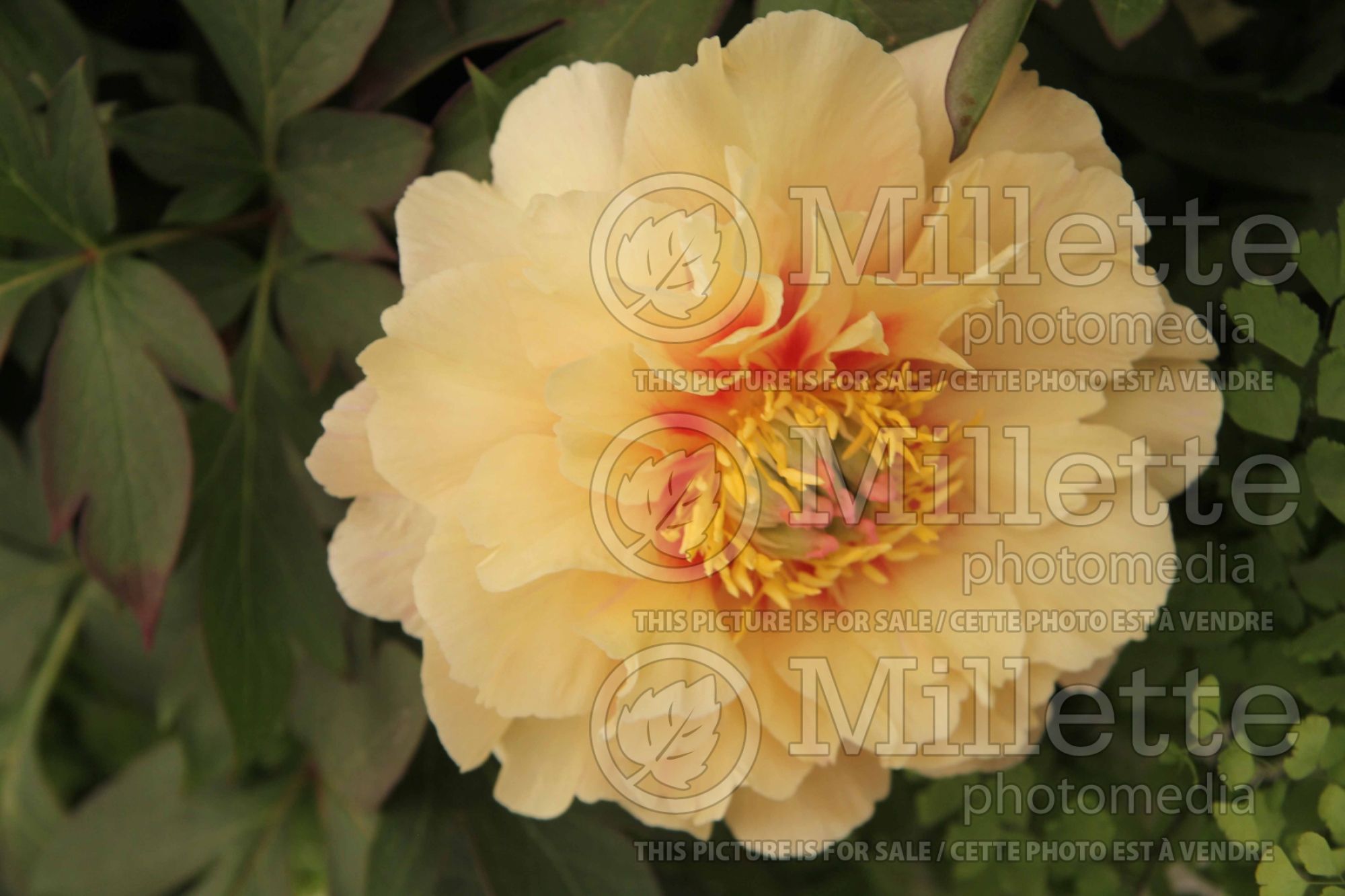 Paeonia Canary Brilliants (Peony) 6