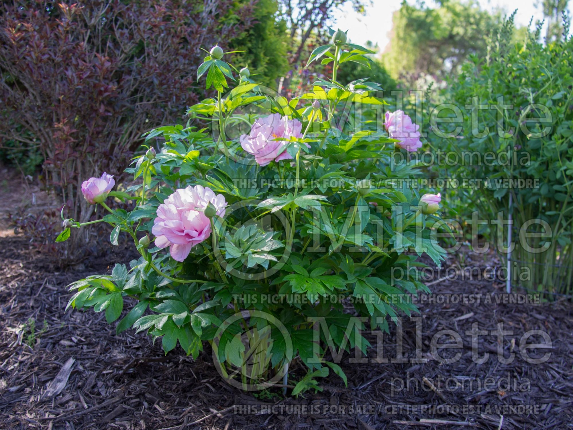 Paeonia First Arrival (Peony) 8