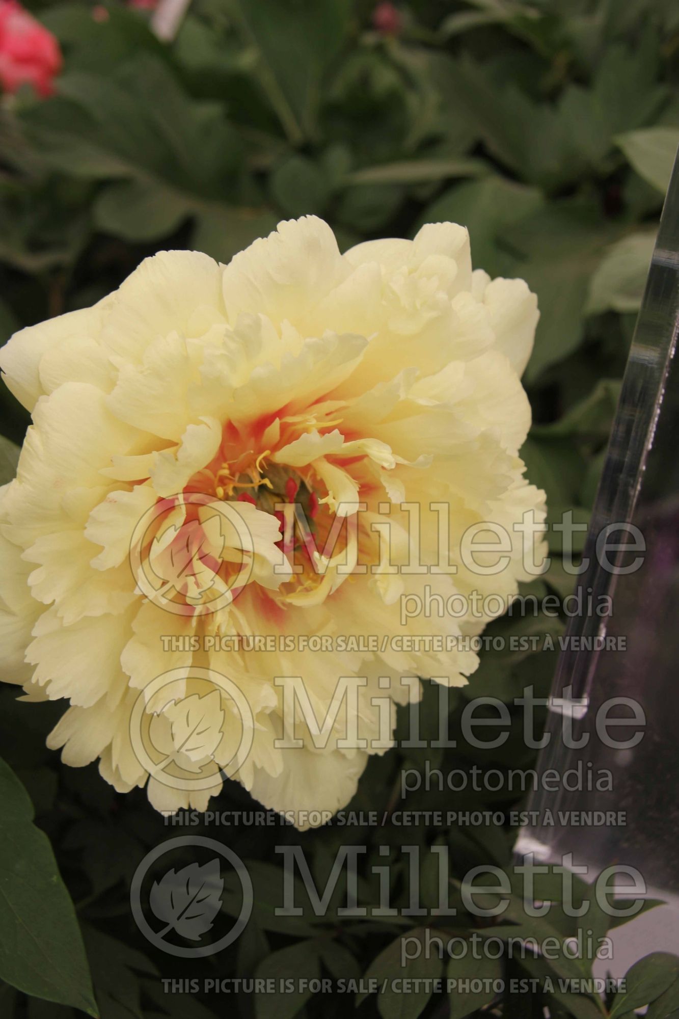 Paeonia Sonoma Halo (peony) 1