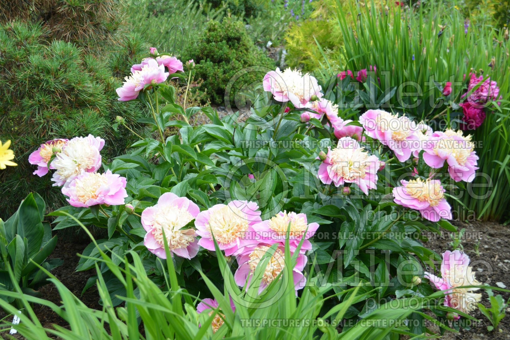Paeonia Ama-no-Sode (Peony) 4
