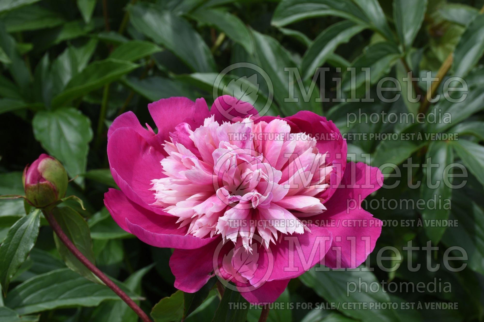 Paeonia Celebrity (Peony) 1